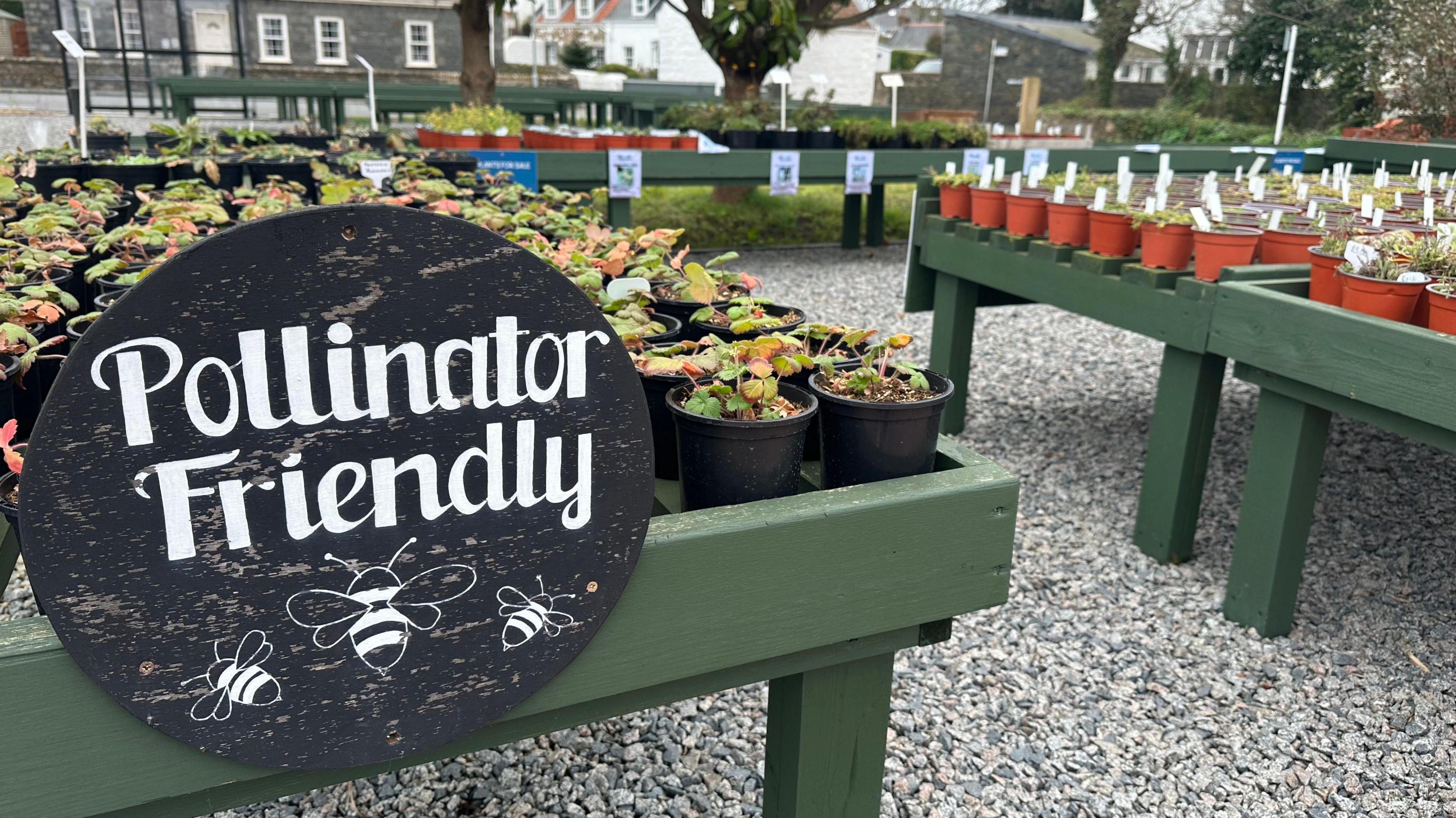 Green tables with edges holding plants. In the foreground is a round blackboard sign with Pollinator Friendly written and threes bees drawn on it. Further tables with plants can be seen in the background.