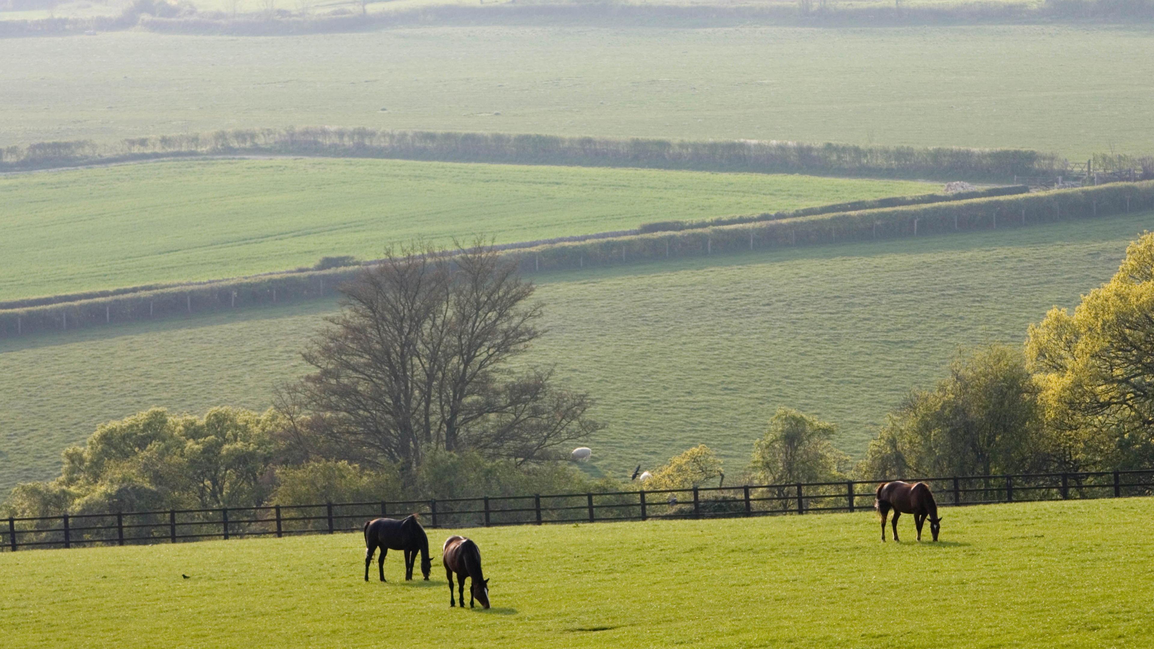 Three bay horses graze on a field in the Cotswolds as a valley slopes upwards behind them.