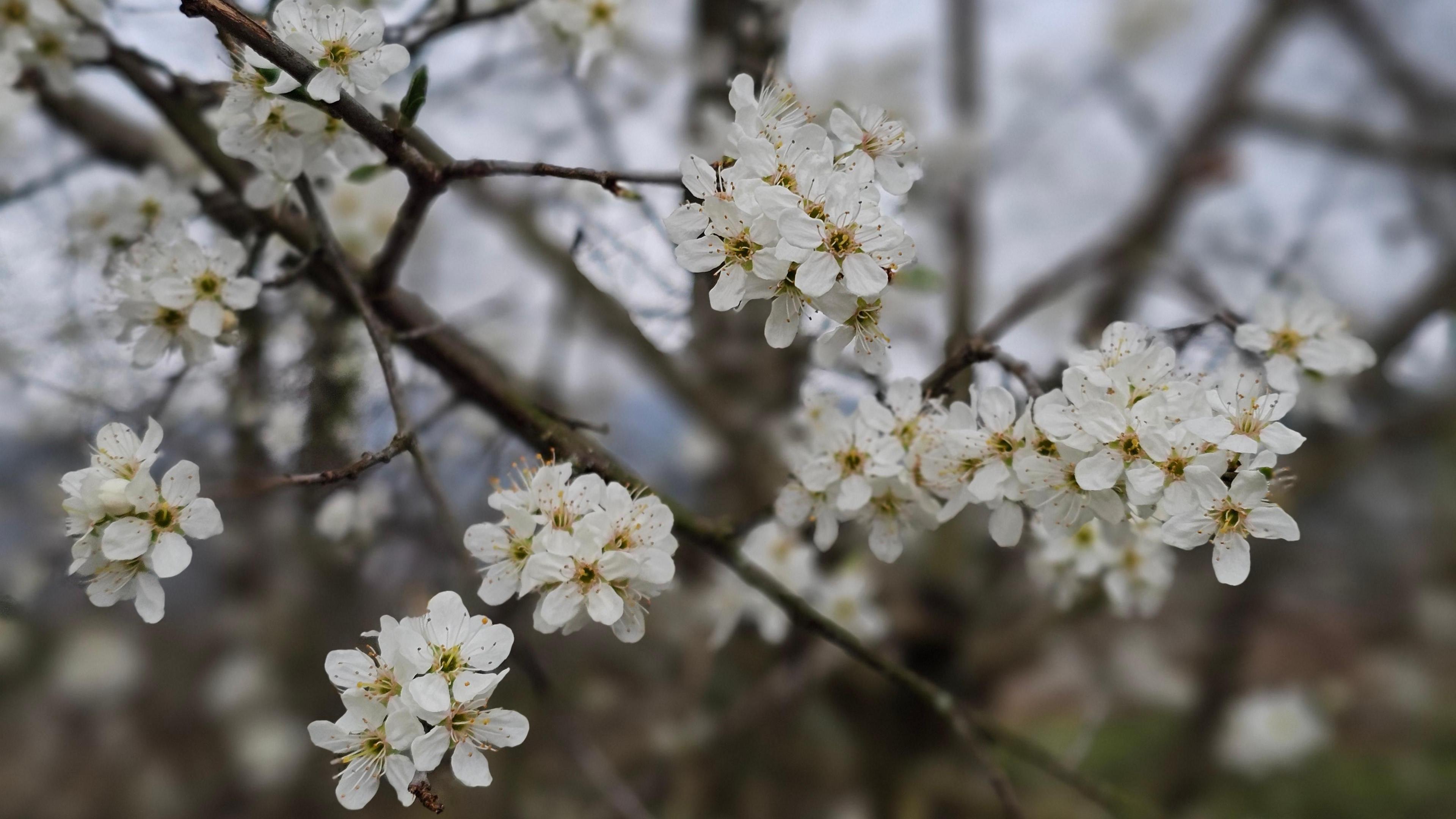 A close-up of white flowers on a blooming tree in spring.