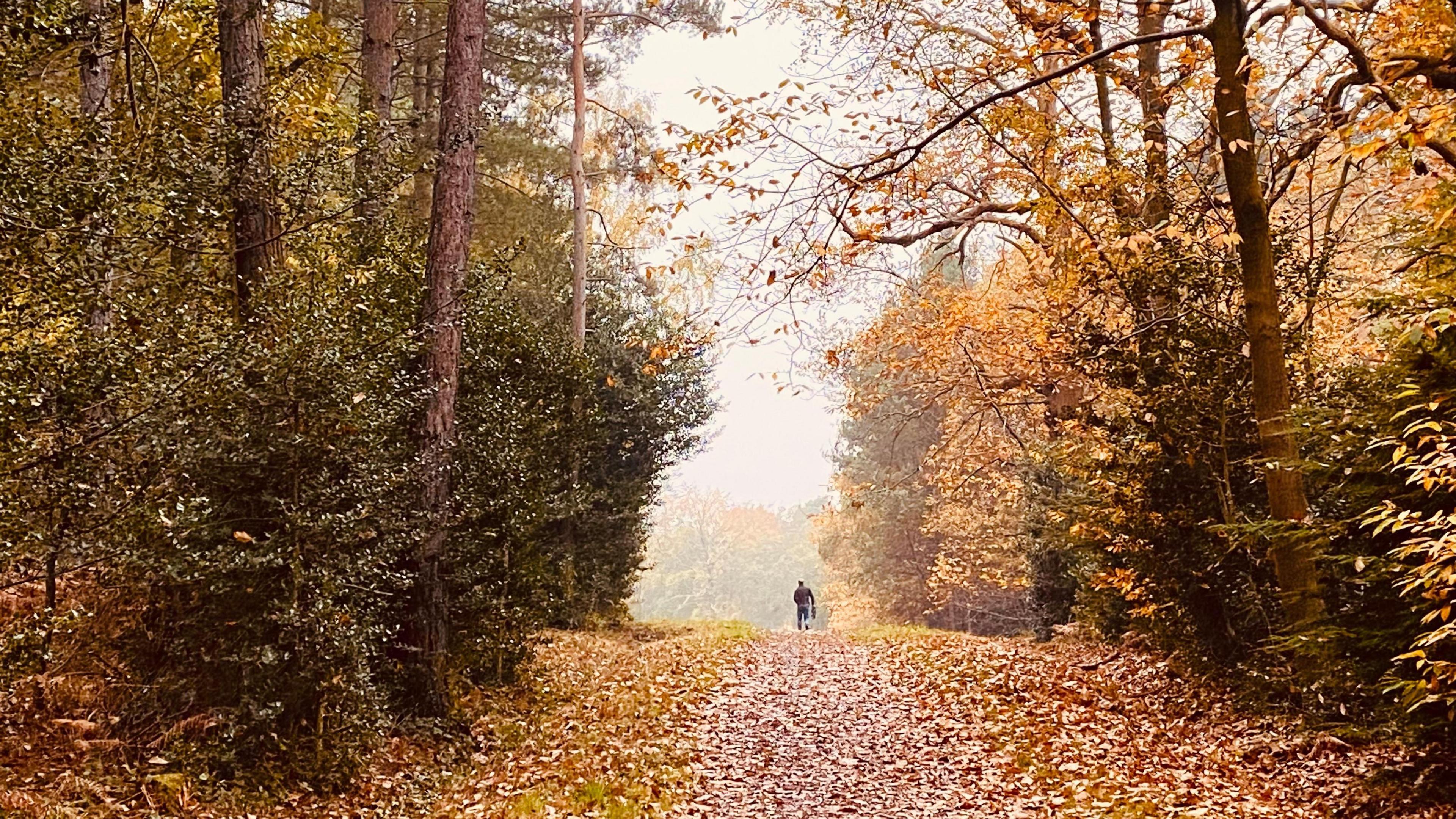 A lone figure walks along an autumnal path through a forest. The path is littered with fallen leaves and on each side the forest has a mixture of trees with no leaves and those with brown leaves. The sky overhead is grey and there is a light mist.