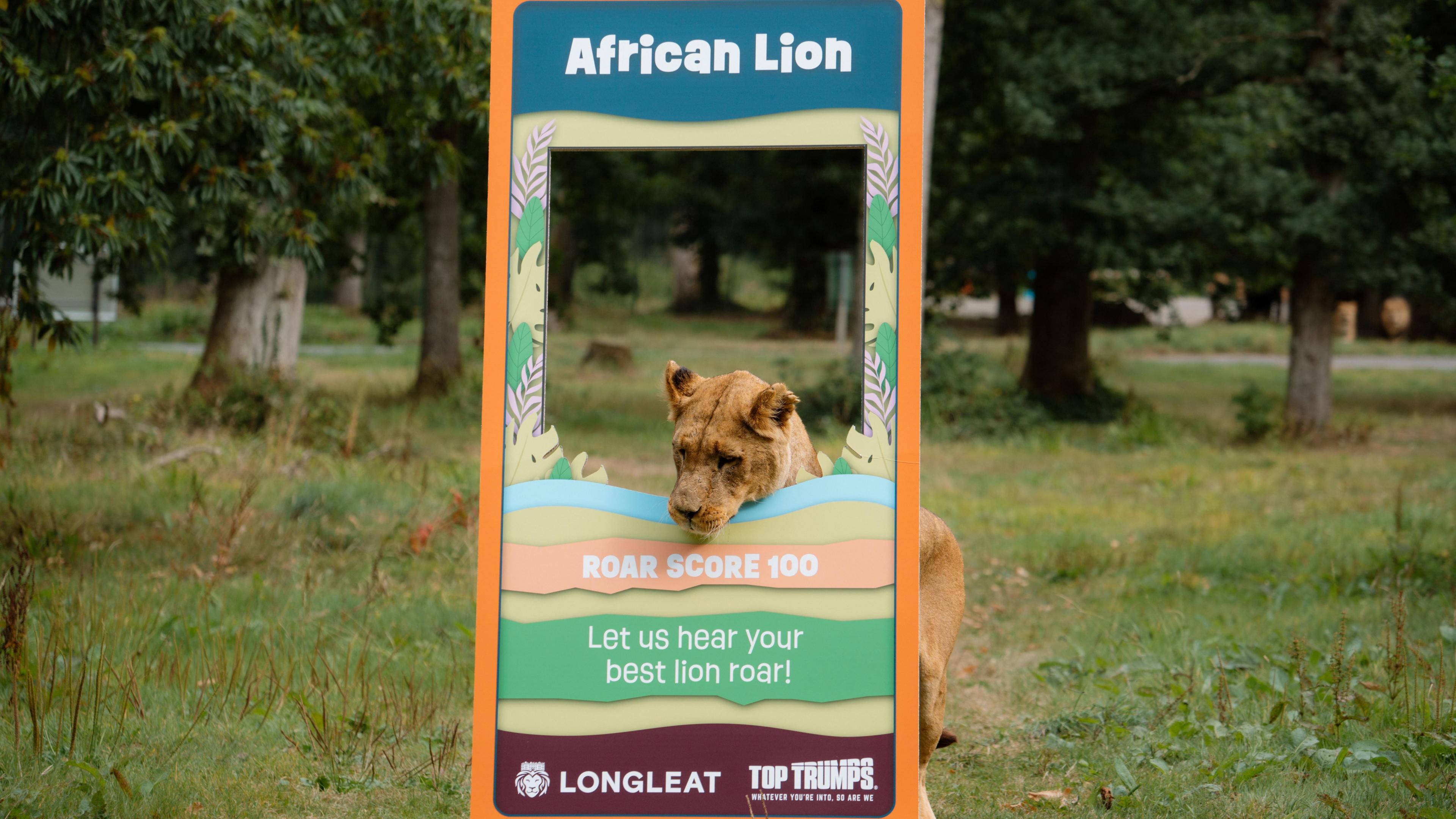 A lion leans through a gap in a temporary stand designed to look like a giant top trumps card. On the top of the card it says "African Lion". Below the window, it says "Roar Score 100" and "Let us hear your best lion roar!"