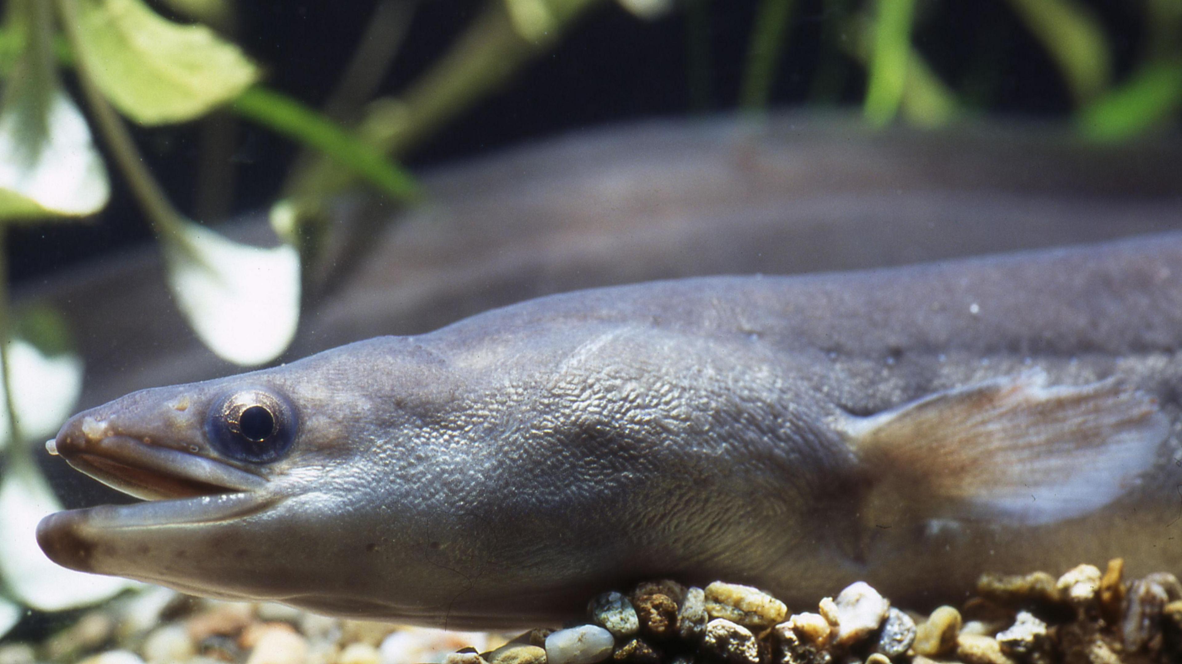 European eel under water