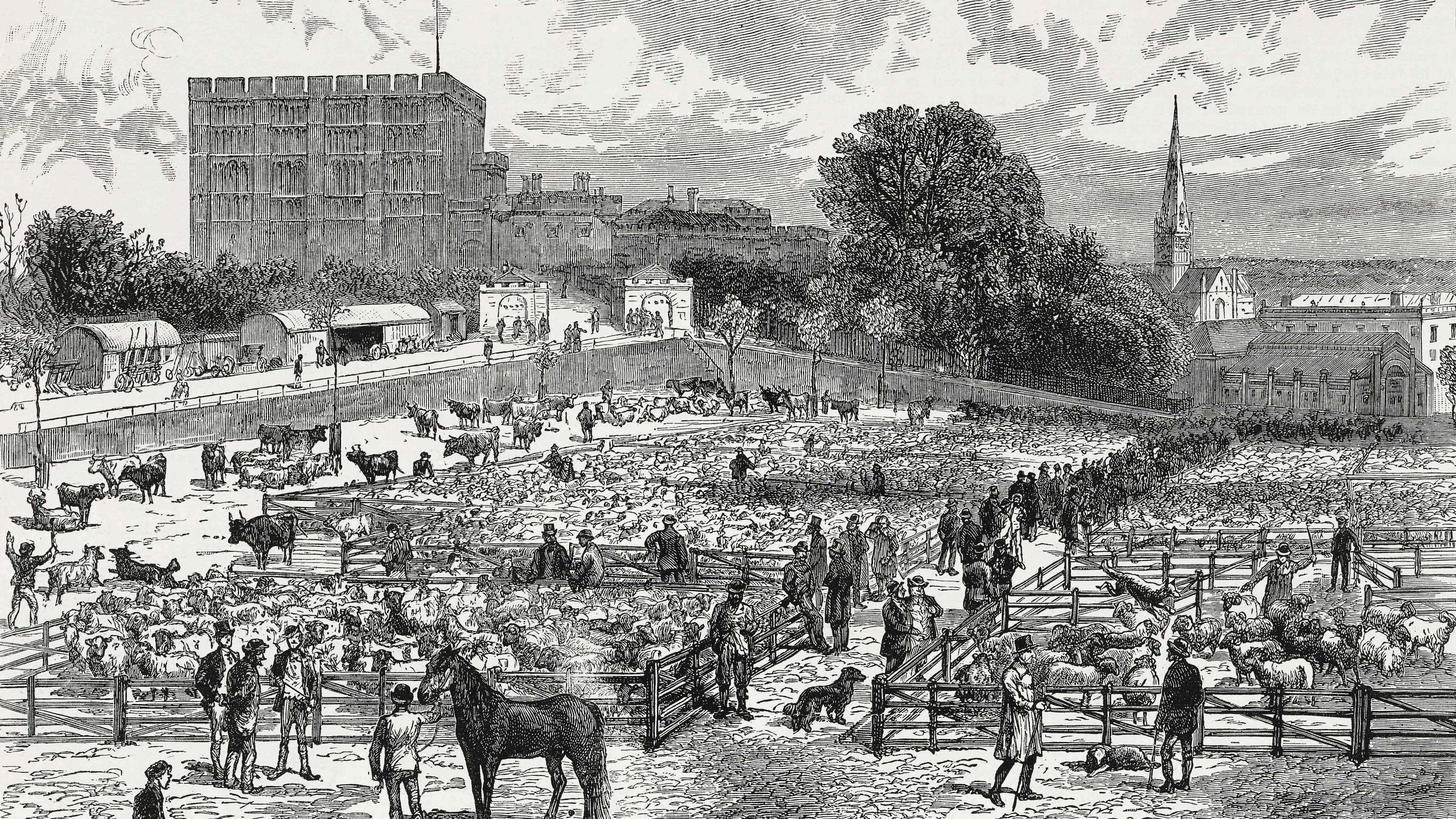 We can see a historic drawing of Norwich's livestock market, probably from the 19th century. The castle is prominent in the background on the right - and to the left we can see the cathedral.