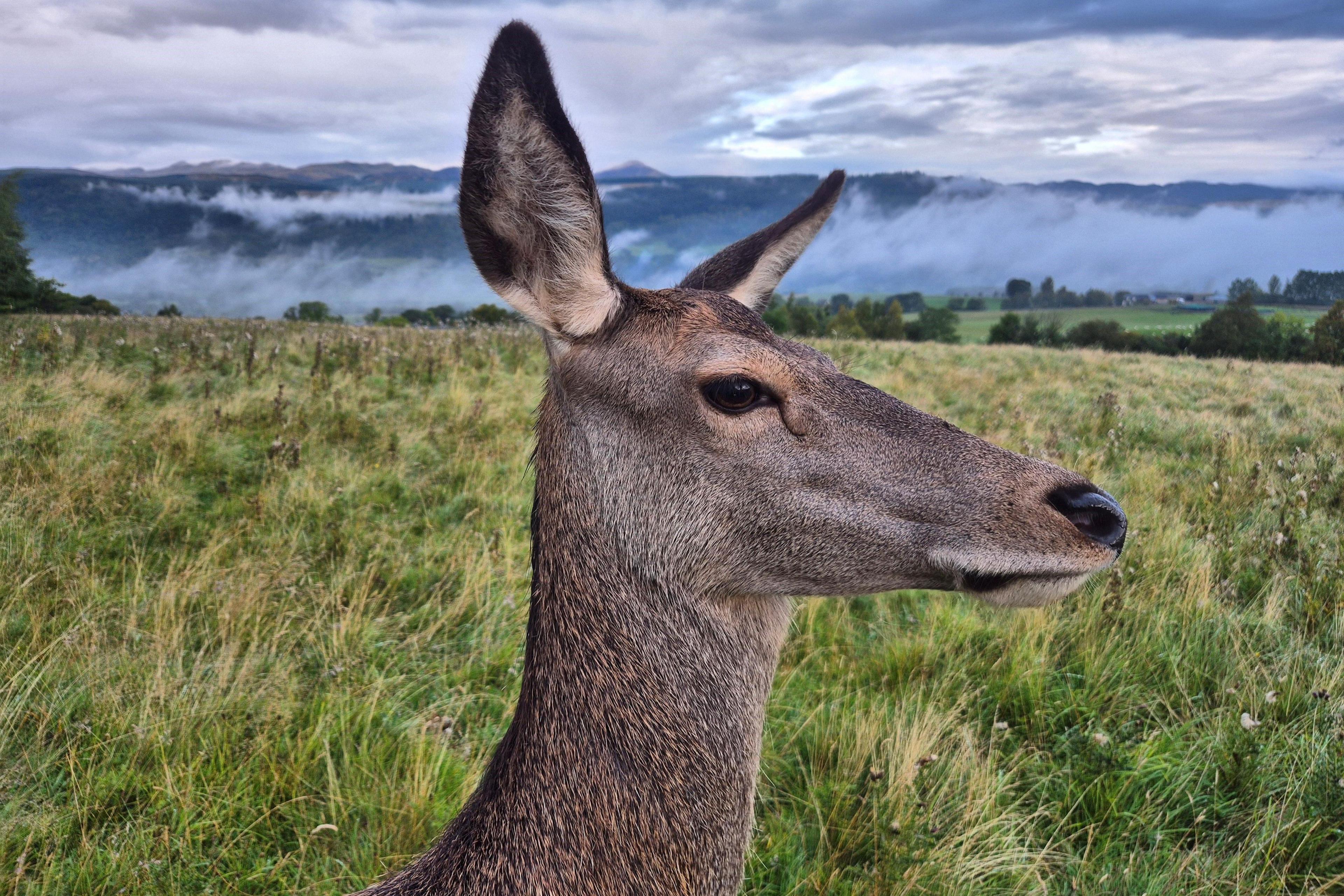 Deer, close up