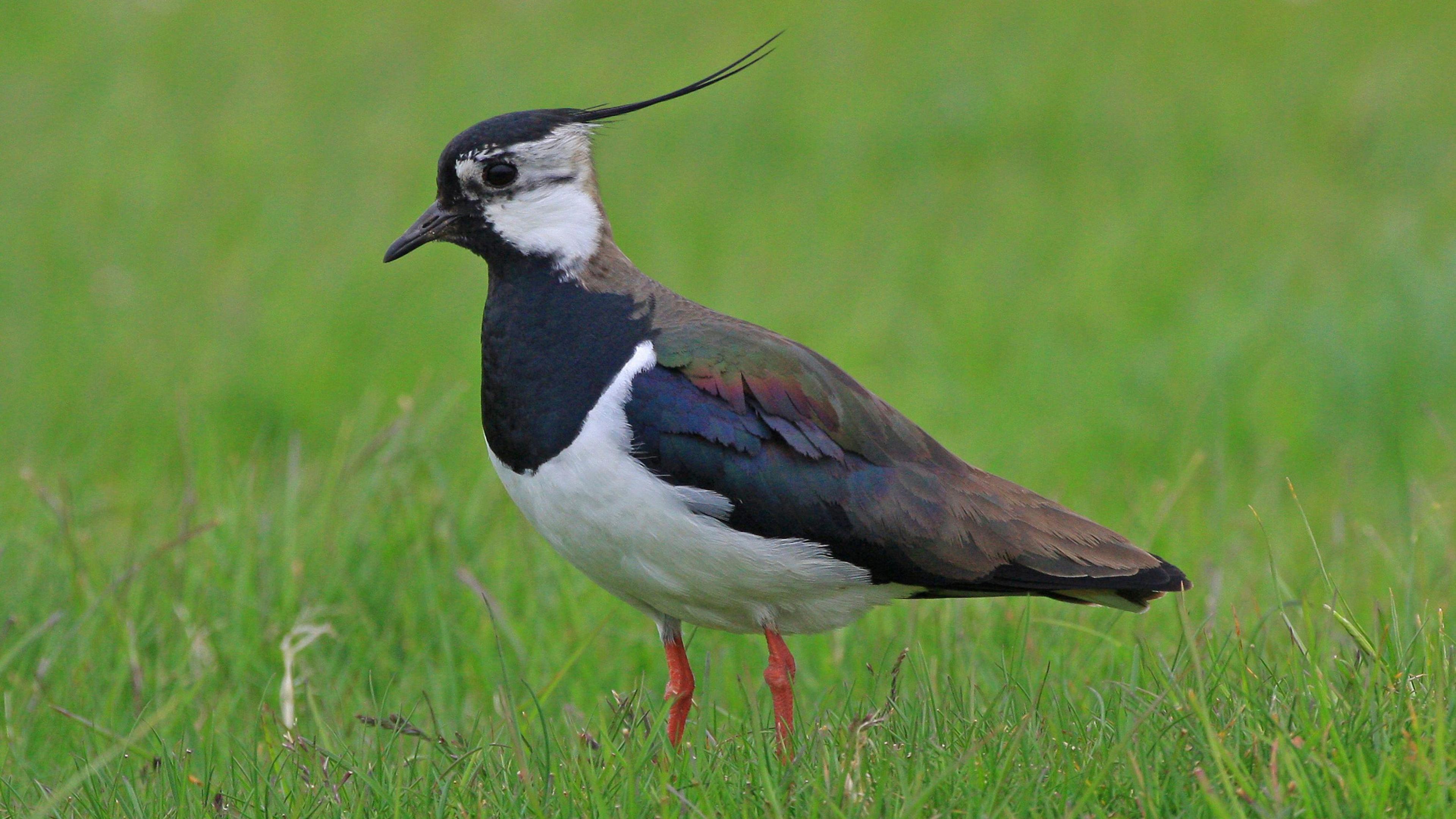 A bird stands side-on in green grass. It has a black beak and a thin black feather curving upwards away from the back of its head. Its has a black and white breast, and iridescent feathers on its back. 