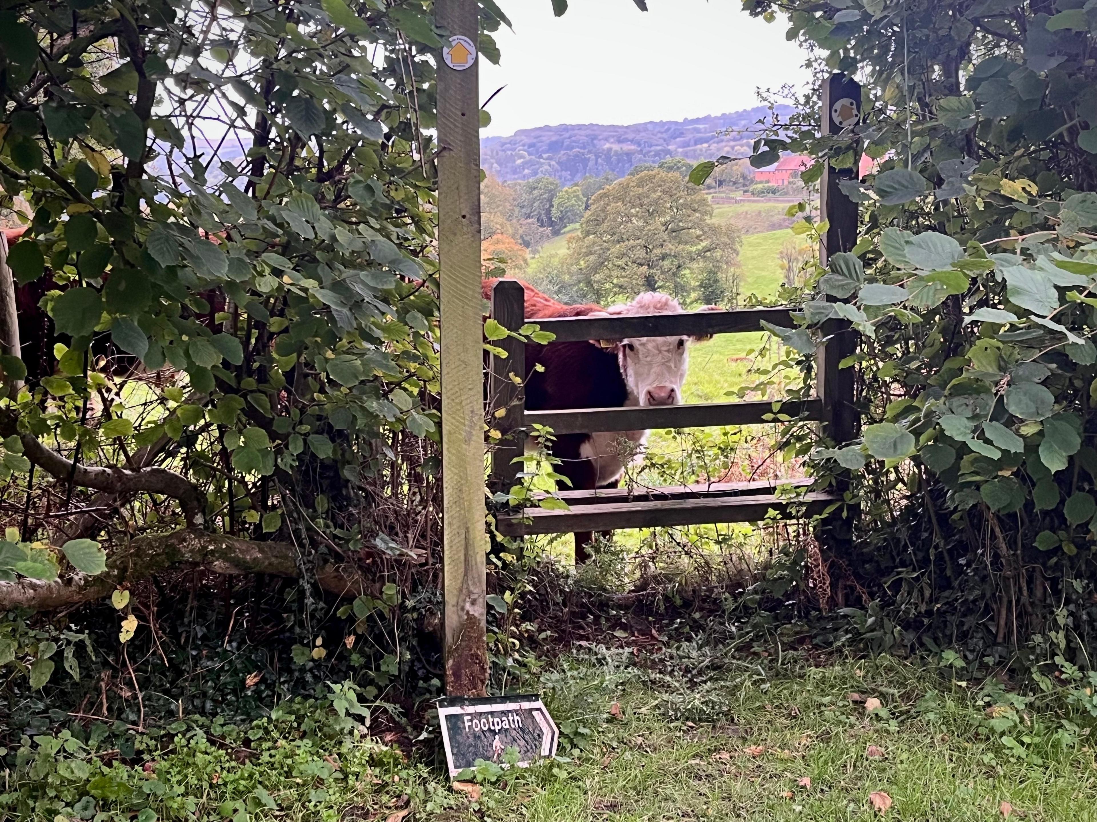 A brown and white cow stares through a wooden stile over a hedgerow with rolling hills and trees in the background.