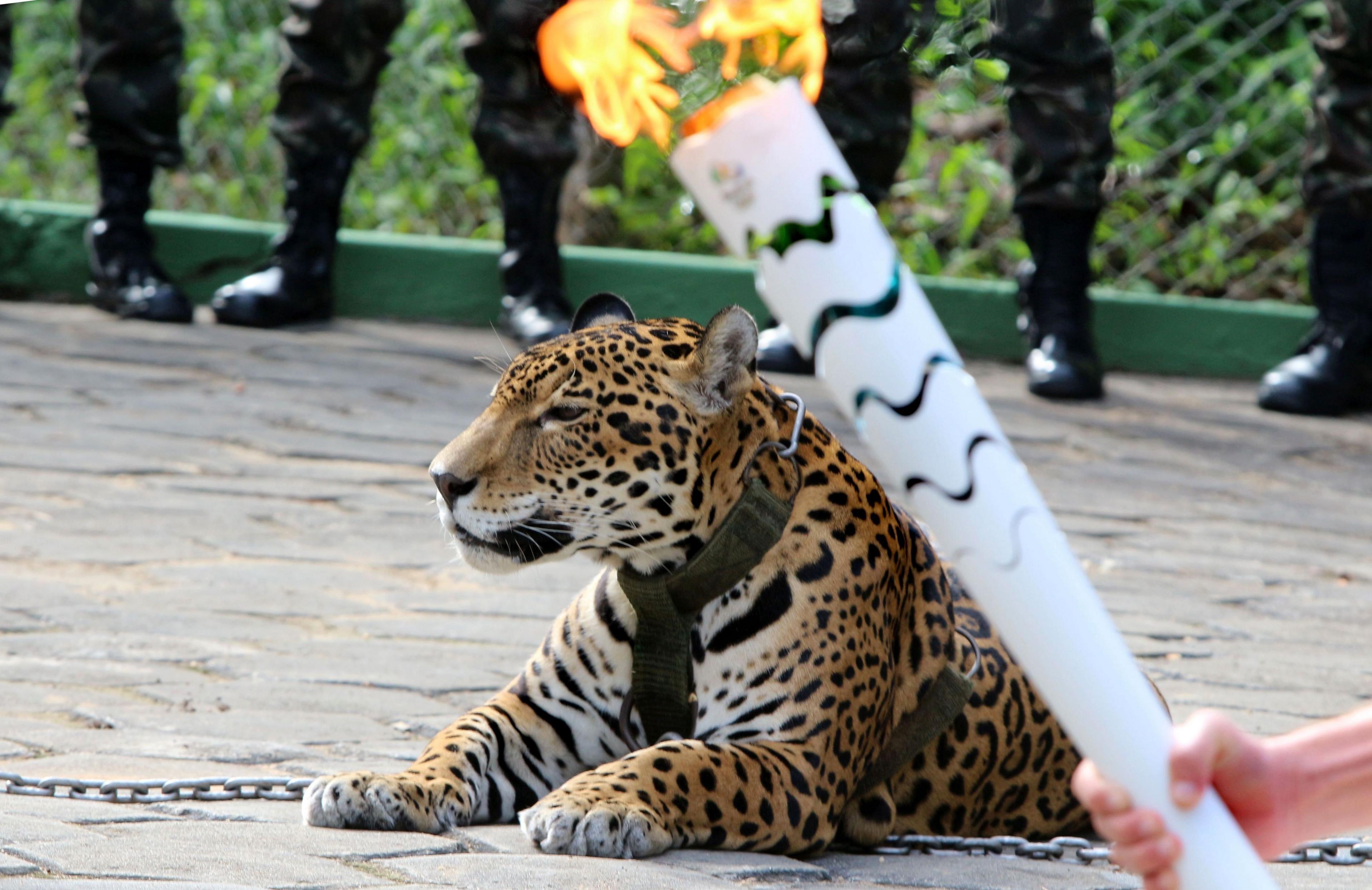 The Olympic Torch, hold by an athlete, is seen by a jaguar -symbol of Amazonia- during a ceremony in Manaus, northern Brazil, on 20 June 2016.