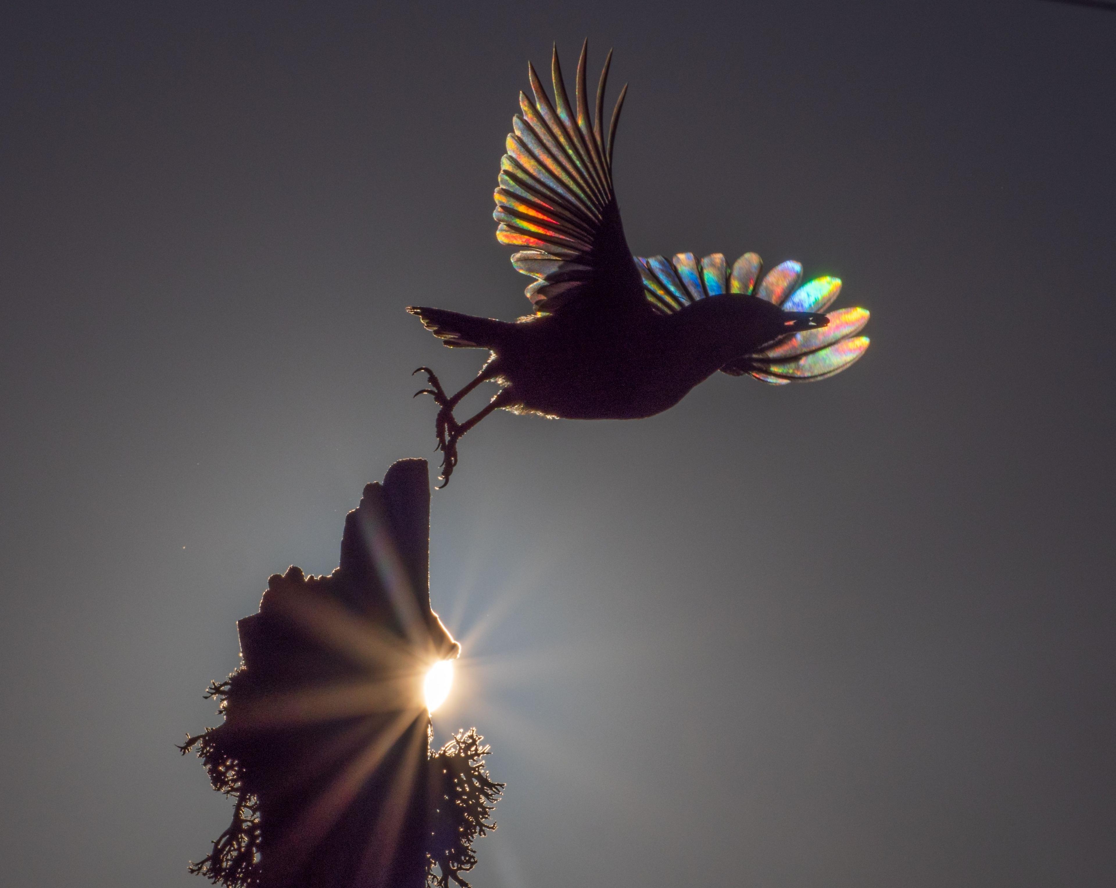 A nuthatch can be seen taking off from a branch with a seed in its beak and light refracting through its feathers, giving a rainbow wing effect