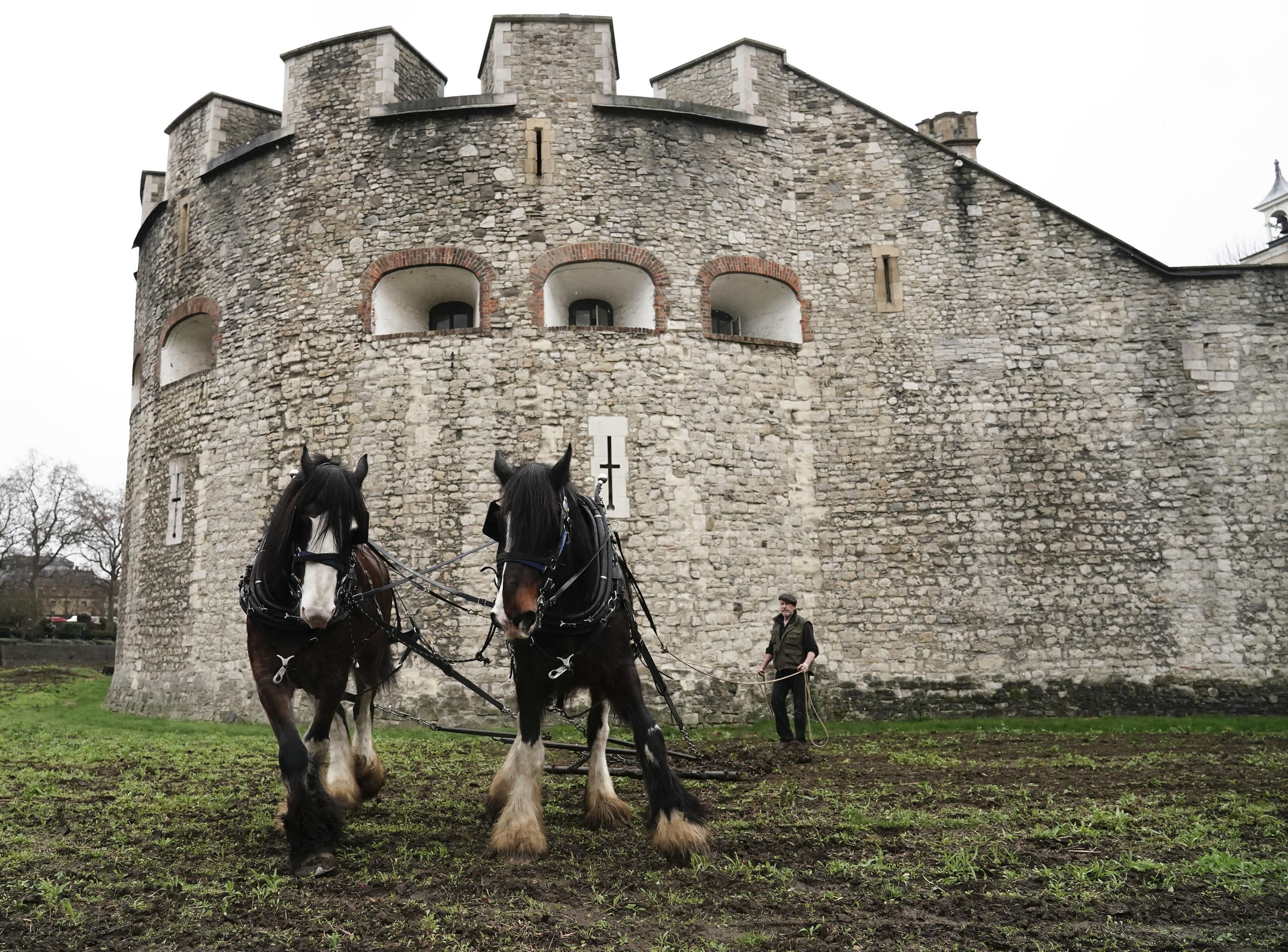 Shire horses called William and Joey from Hampton Court Palace, plough the moat at the Tower of London