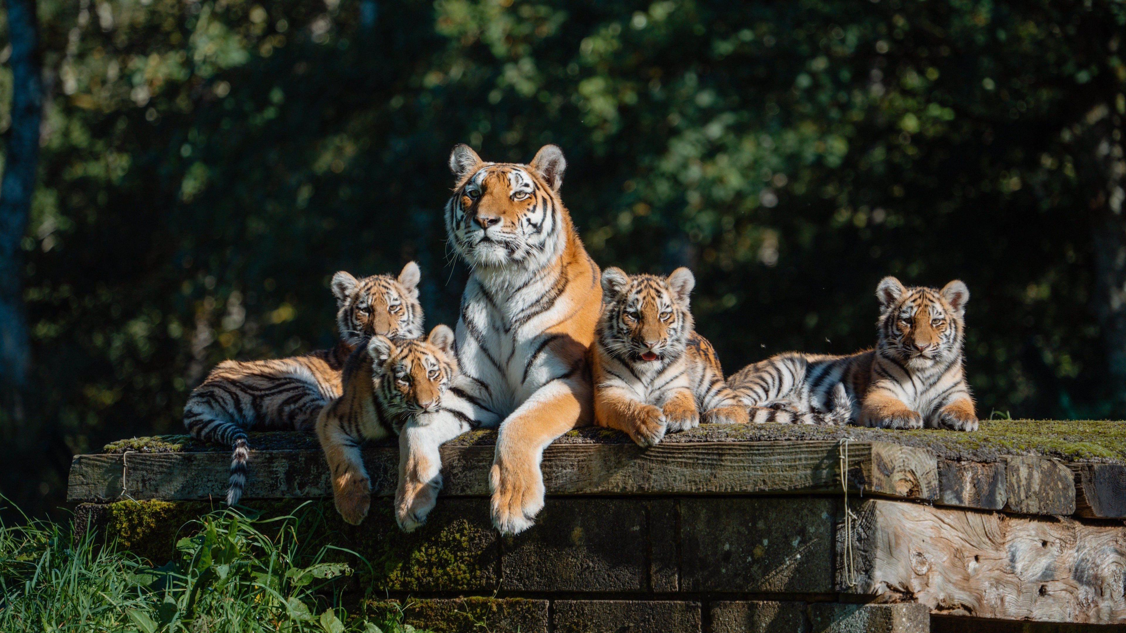 A group of four Amur tiger cubs sitting on the roof of a wooden shed with their mum. They are all looking off in the distance in the direction of the camera. Behind them there are trees out of focus. 