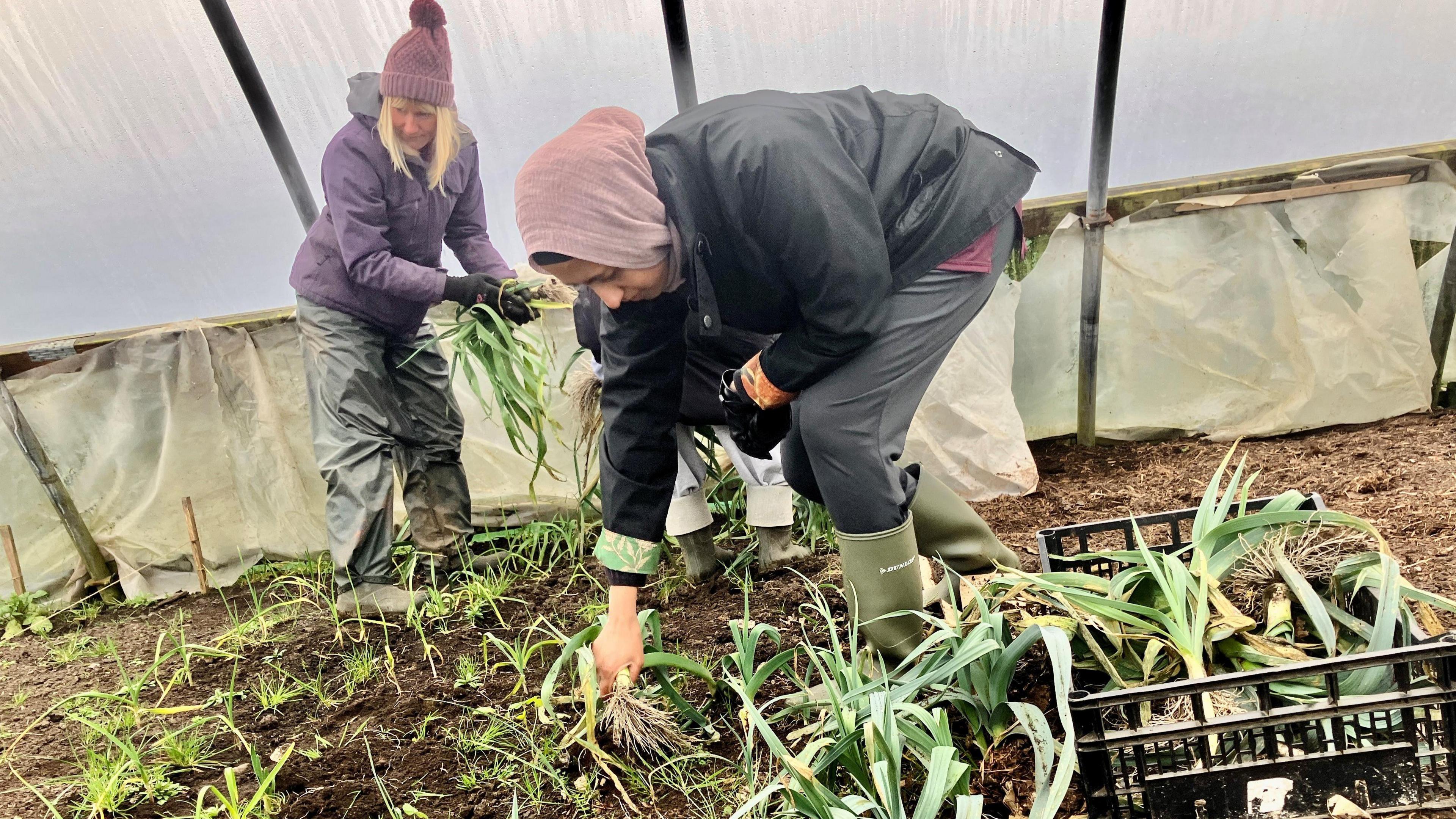 Two women are pulling leaks from the ground in a polytunnel. One of the women is wearing waterproof trousers, Wellington boots and a purple bobble hat, with her blonde hair visible underneath. The second woman is wearing a pink head covering and is bending down near the soil, lifting leaks from the ground and placing them into a plastic crate. 