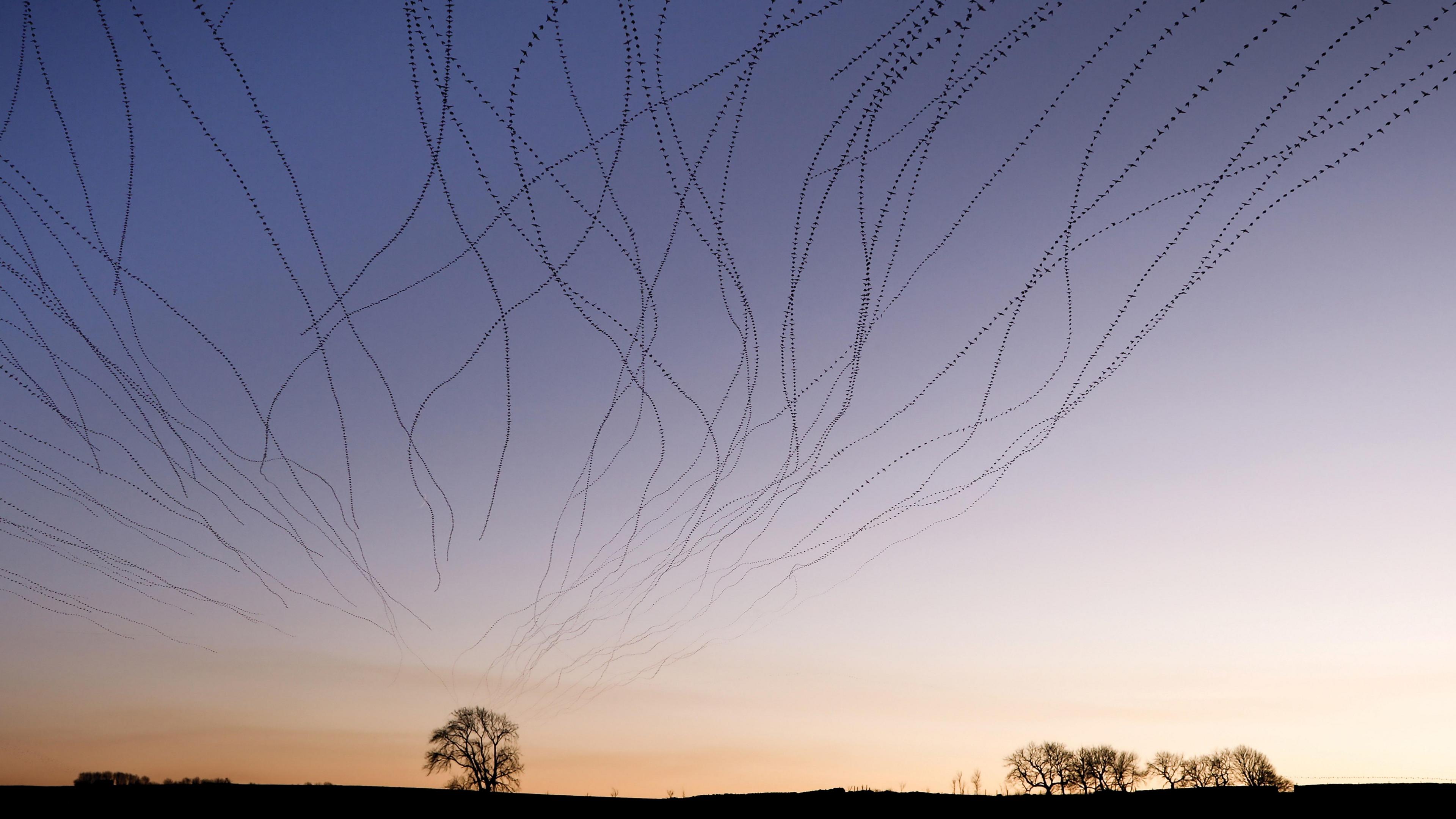 A time lapse image of a flock of starlings at dusk flying towards a tree on the. horizon