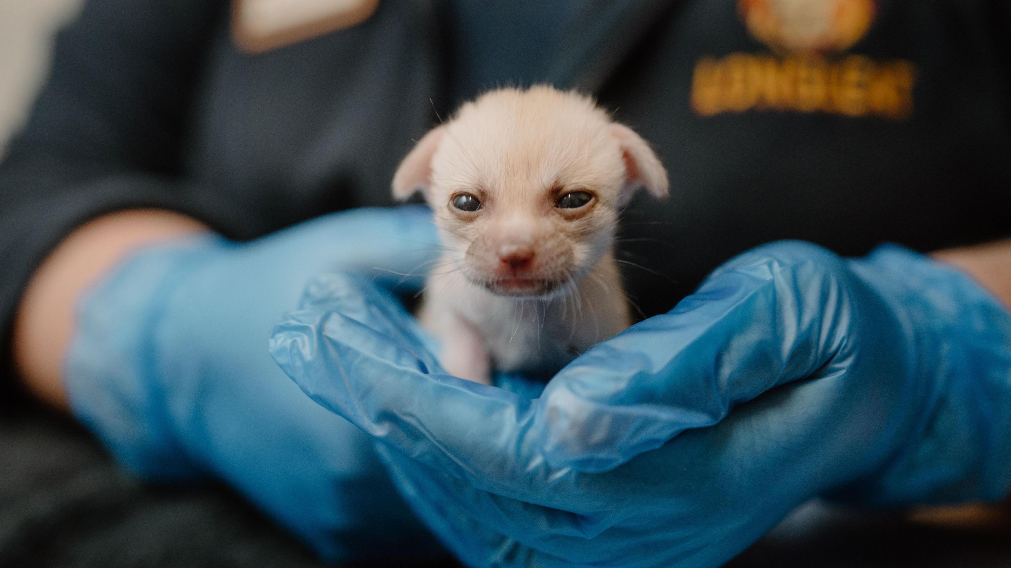 Fennec fox kit fitting in the palm of a keeper's hand.