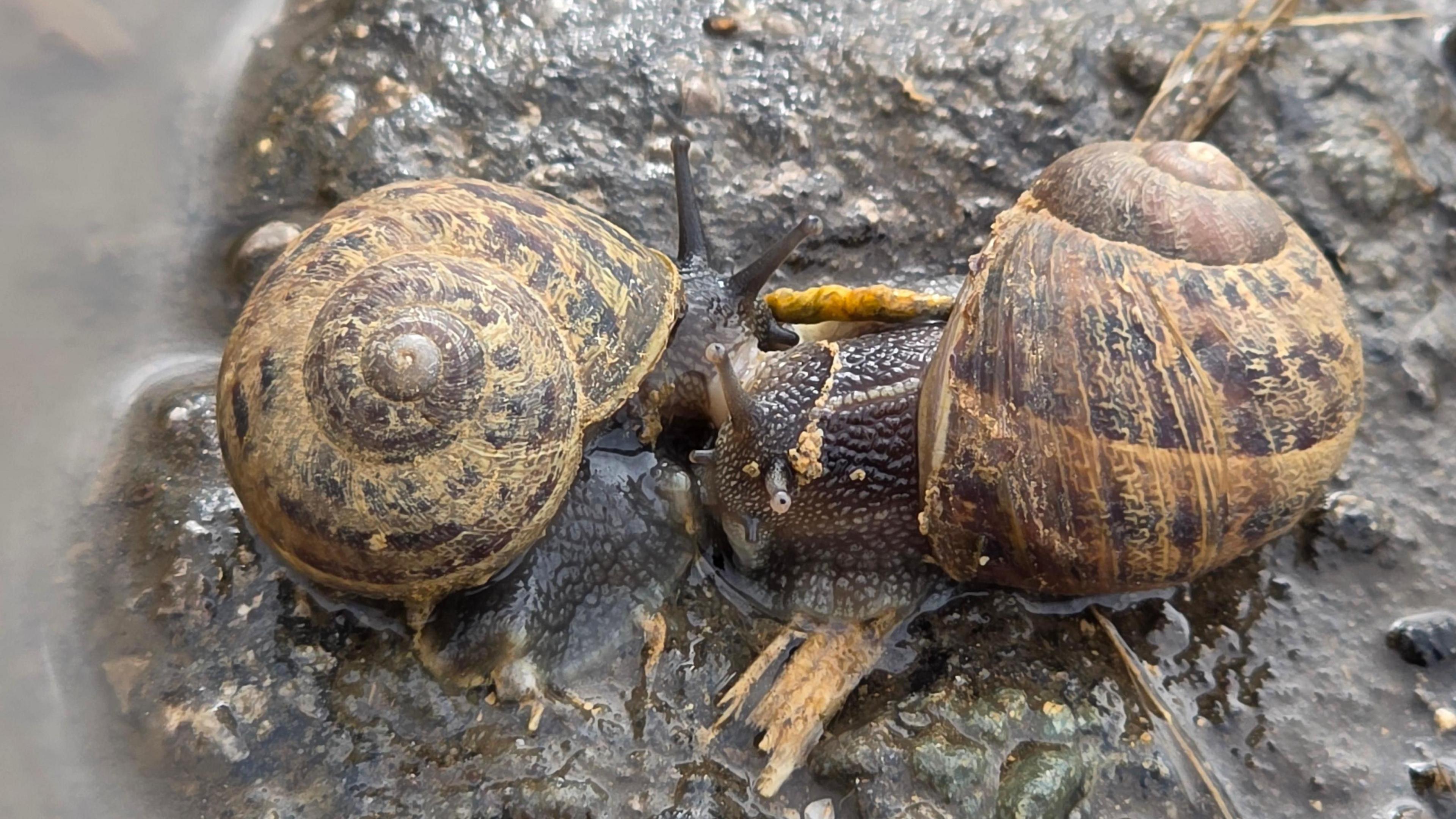 Two snails approach each other on wet ground. They are both out from their shells with tentacles standing tall.