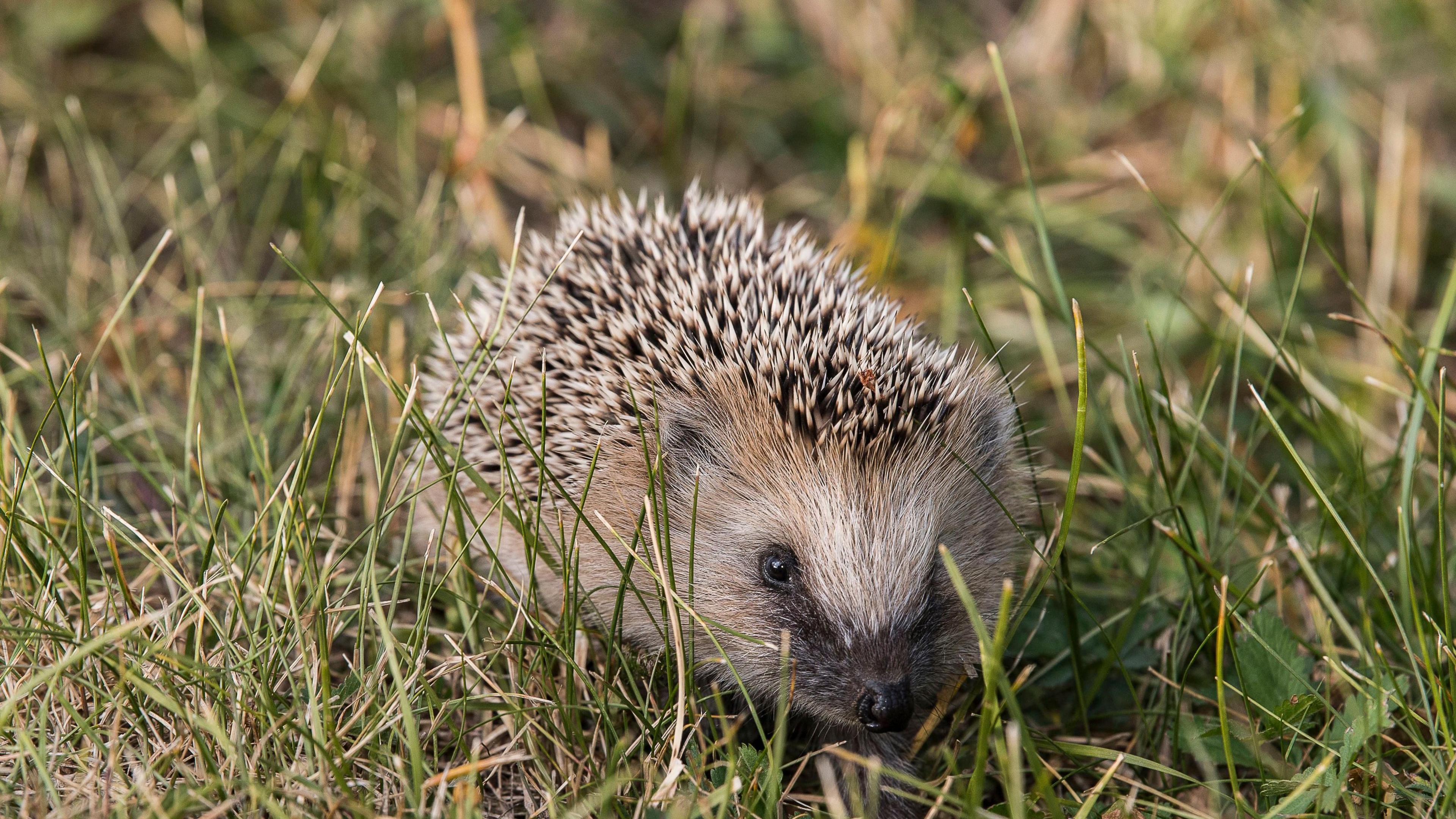 A hedgehog in some long grass, some of which reaches about as high the the animal.