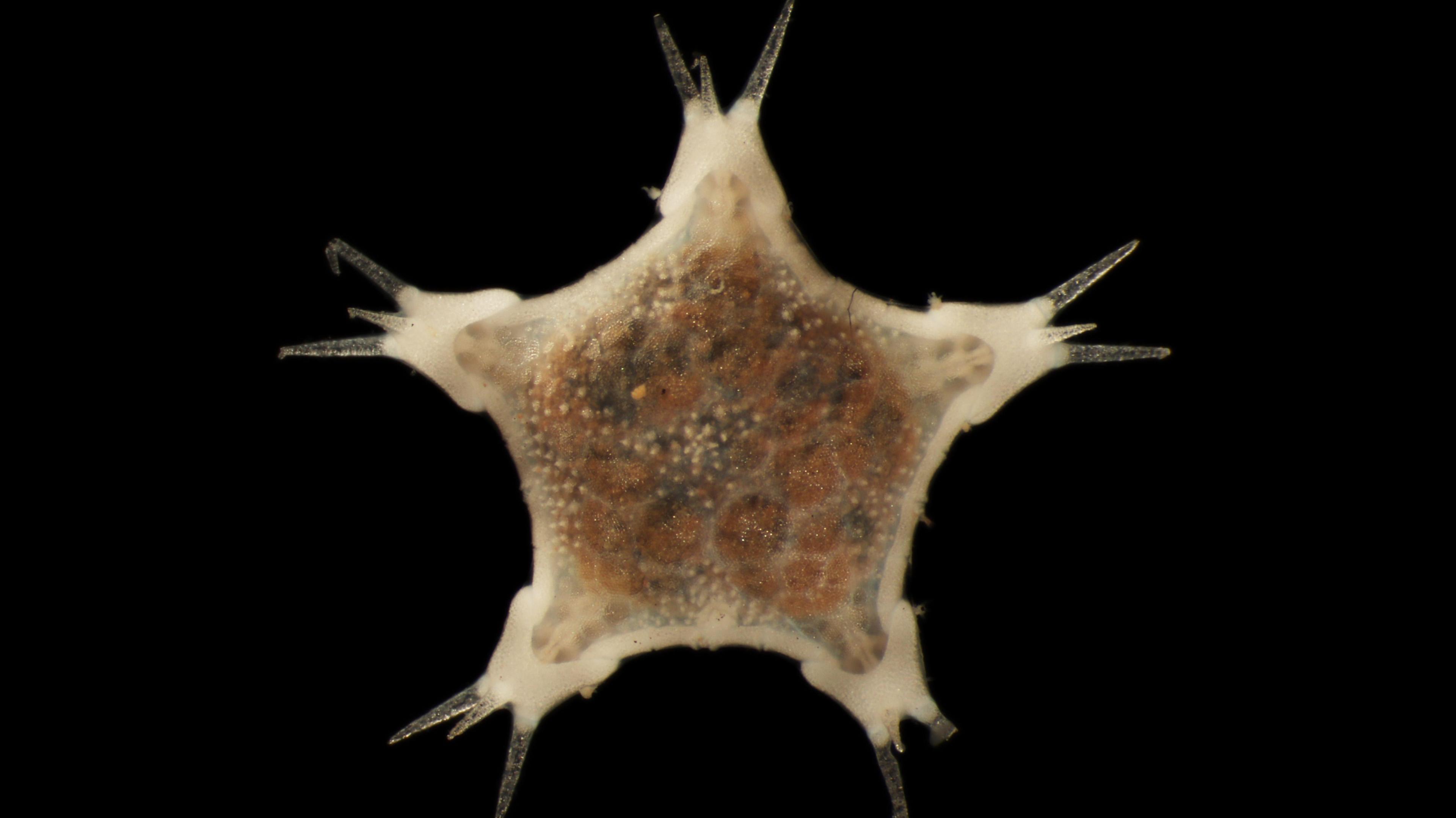 An abyssal sea star. It is a star-shaped creature, with three spikes coming from each point of the star. It is cream coloured on the edges, with the main body covered in black and orange spots.