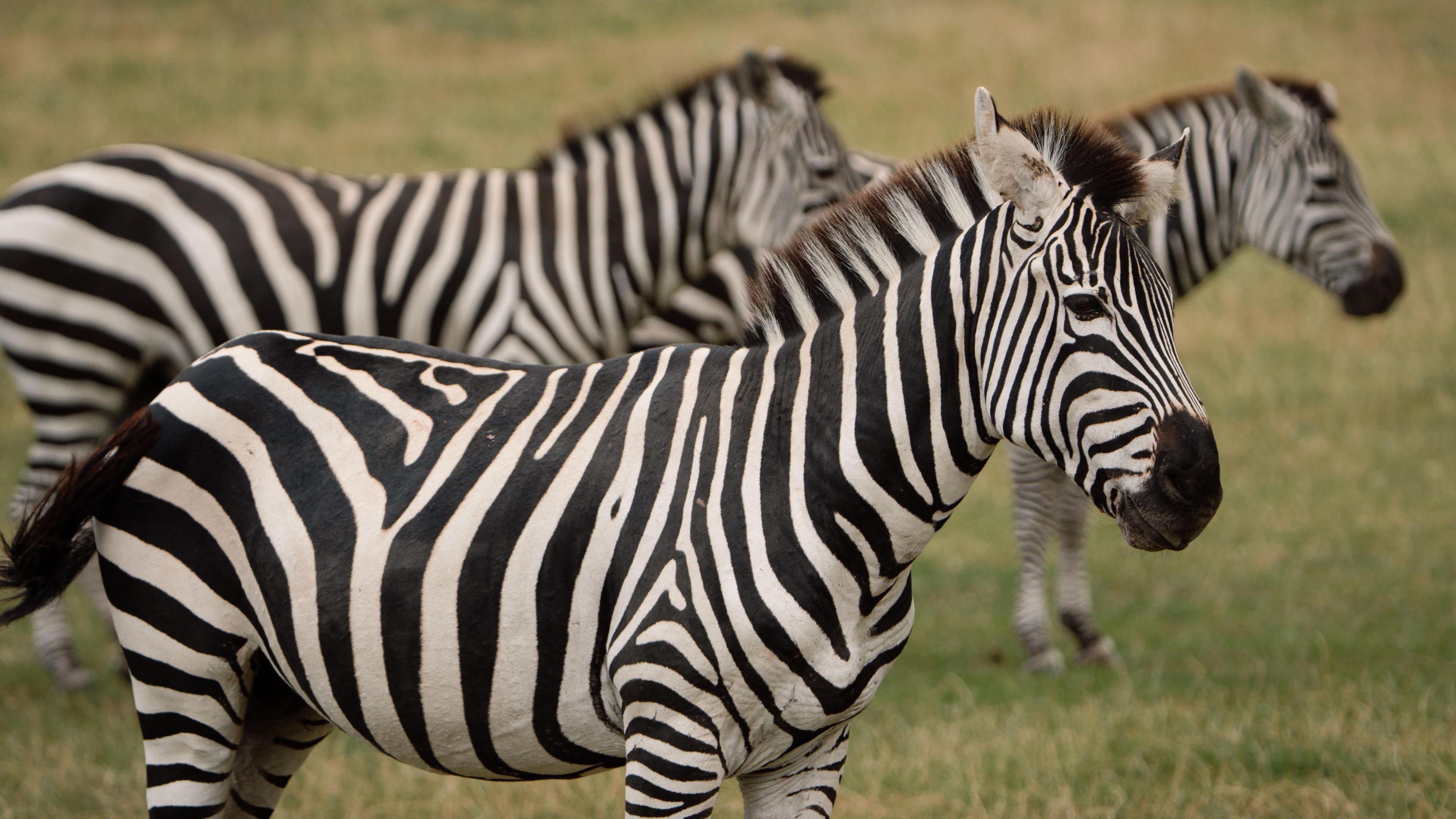 Two zebras standing together in a grassy field. A third zebra, closer to the camera stands alone.