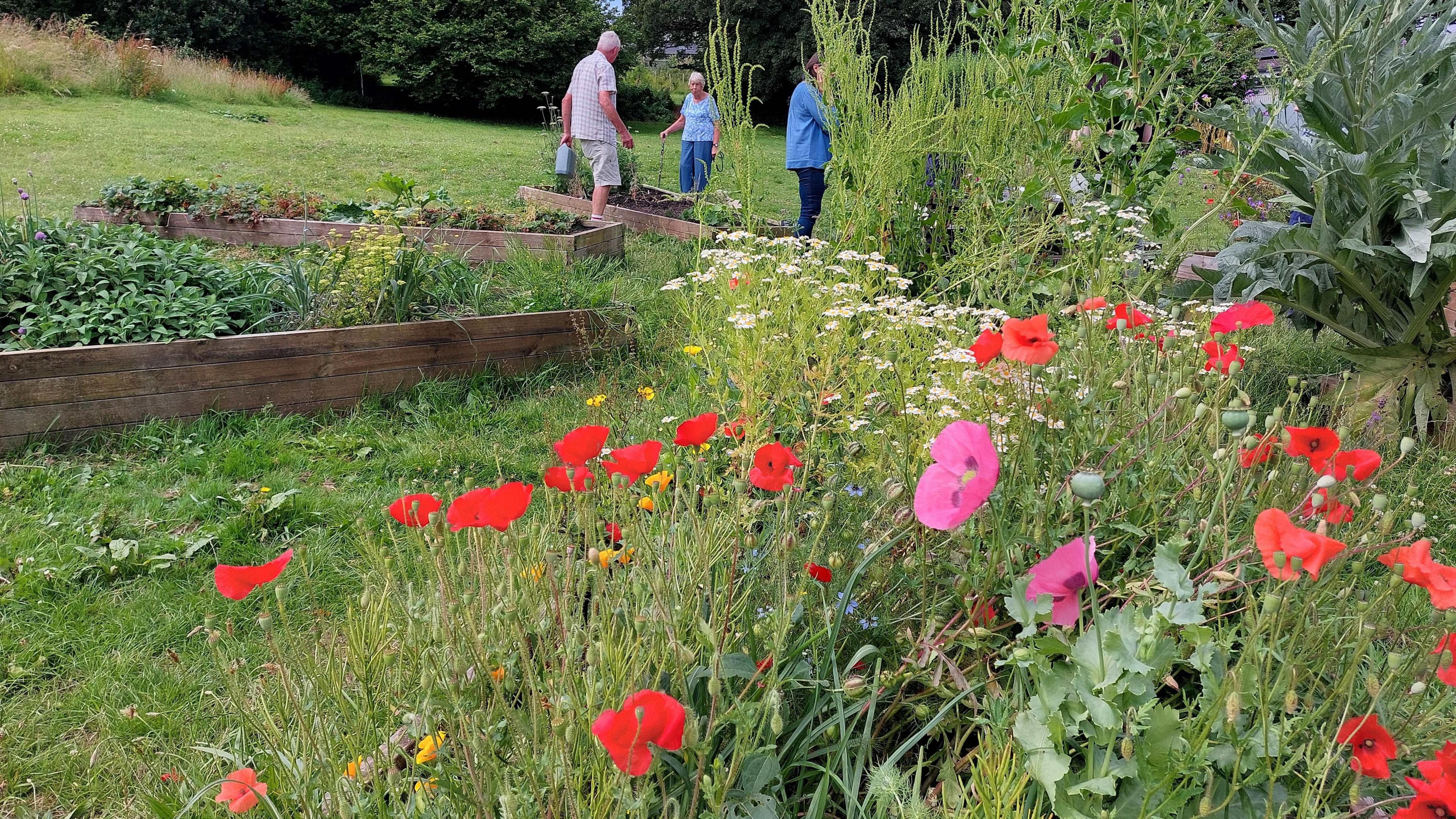A group of three people gather around one of three raised beds cut into the grass of Downhorn Park. To the right there is a wildlife area with colourful poppies and other wildflowers