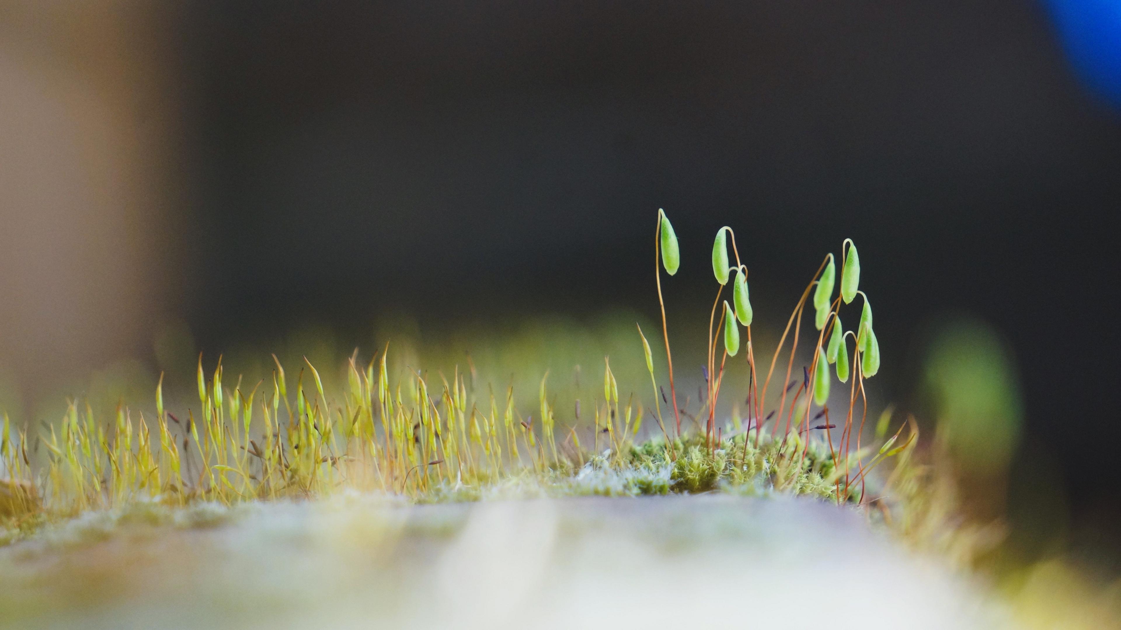 A close up of moss on a wall