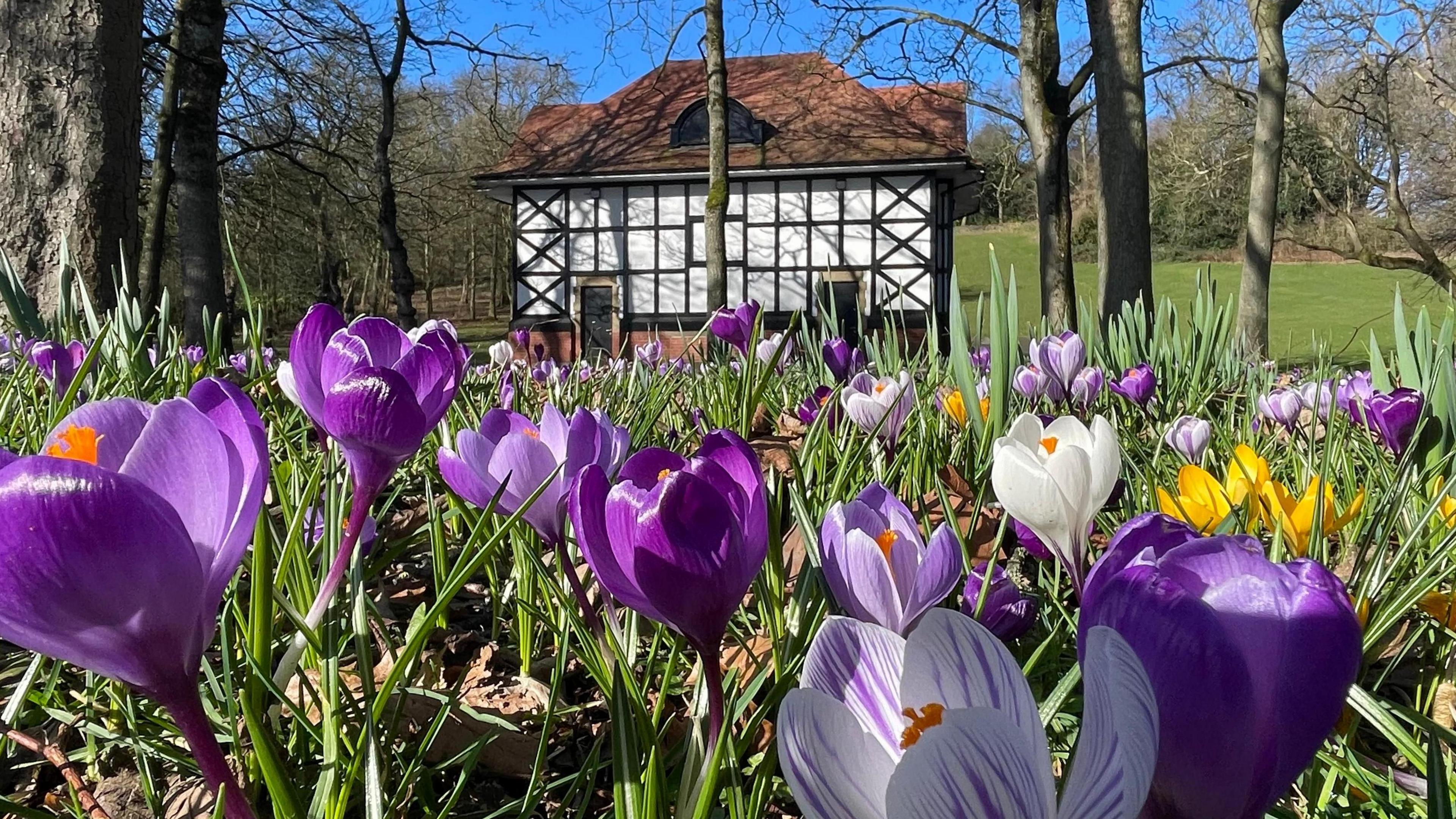 image showing purple, white and yellow crocus blooming with sunny skies behind