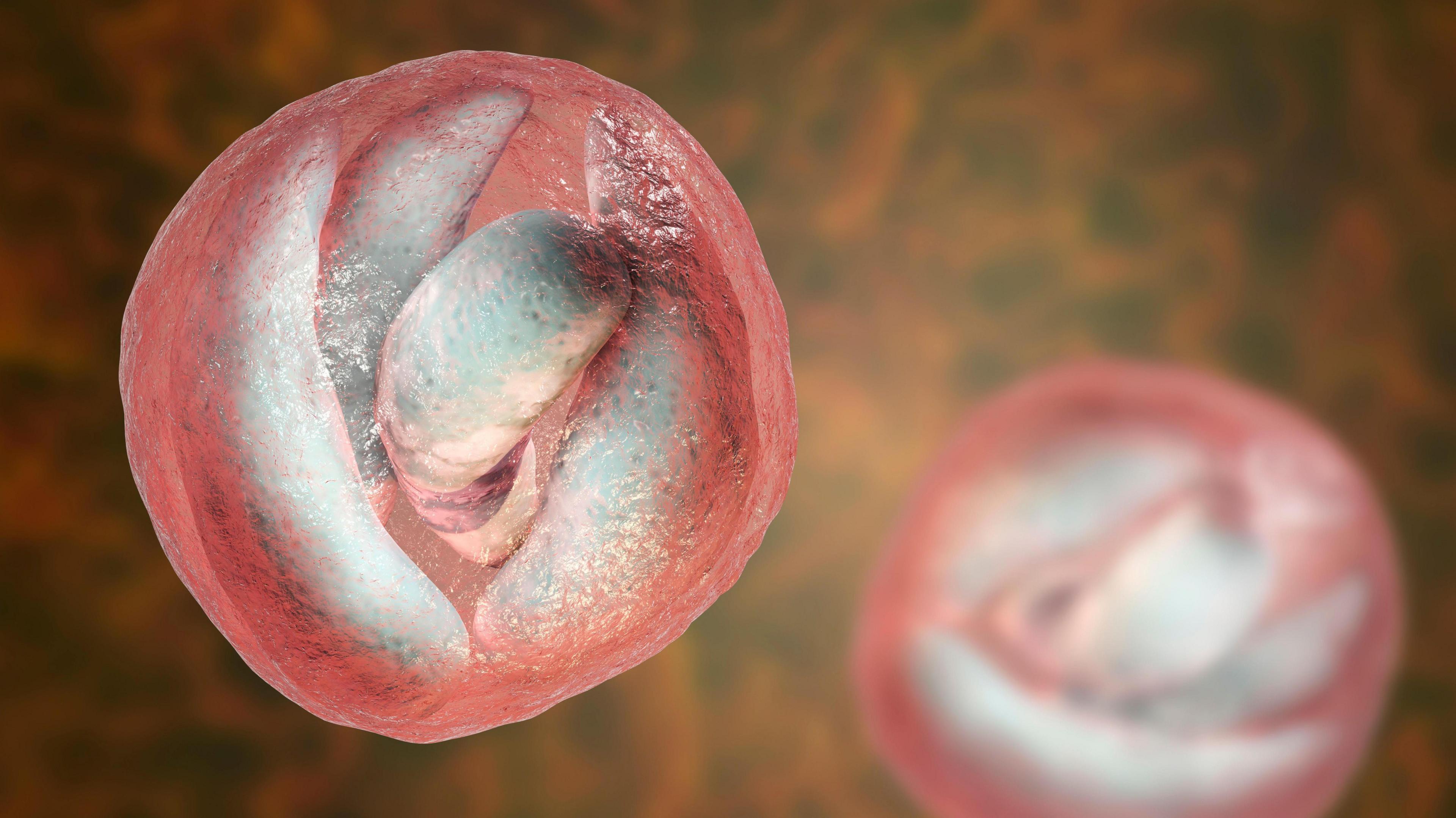 A computer simulation showing cryptosporidium parvum parasites, round pink-tinged fleshy-looking forms floating on an orangey-black background