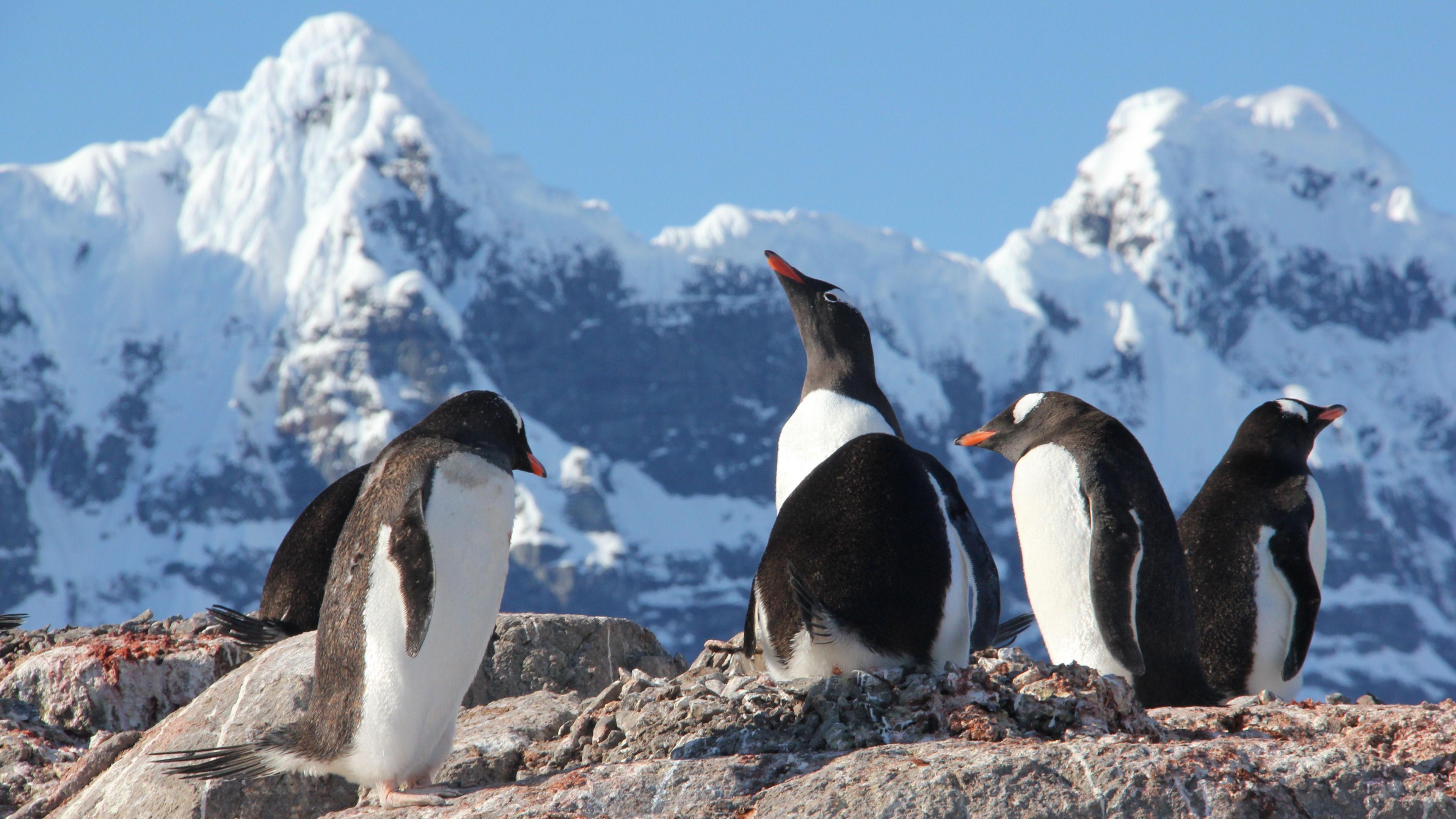 Four penguins standing on a rock in front of snow-covered mountains.