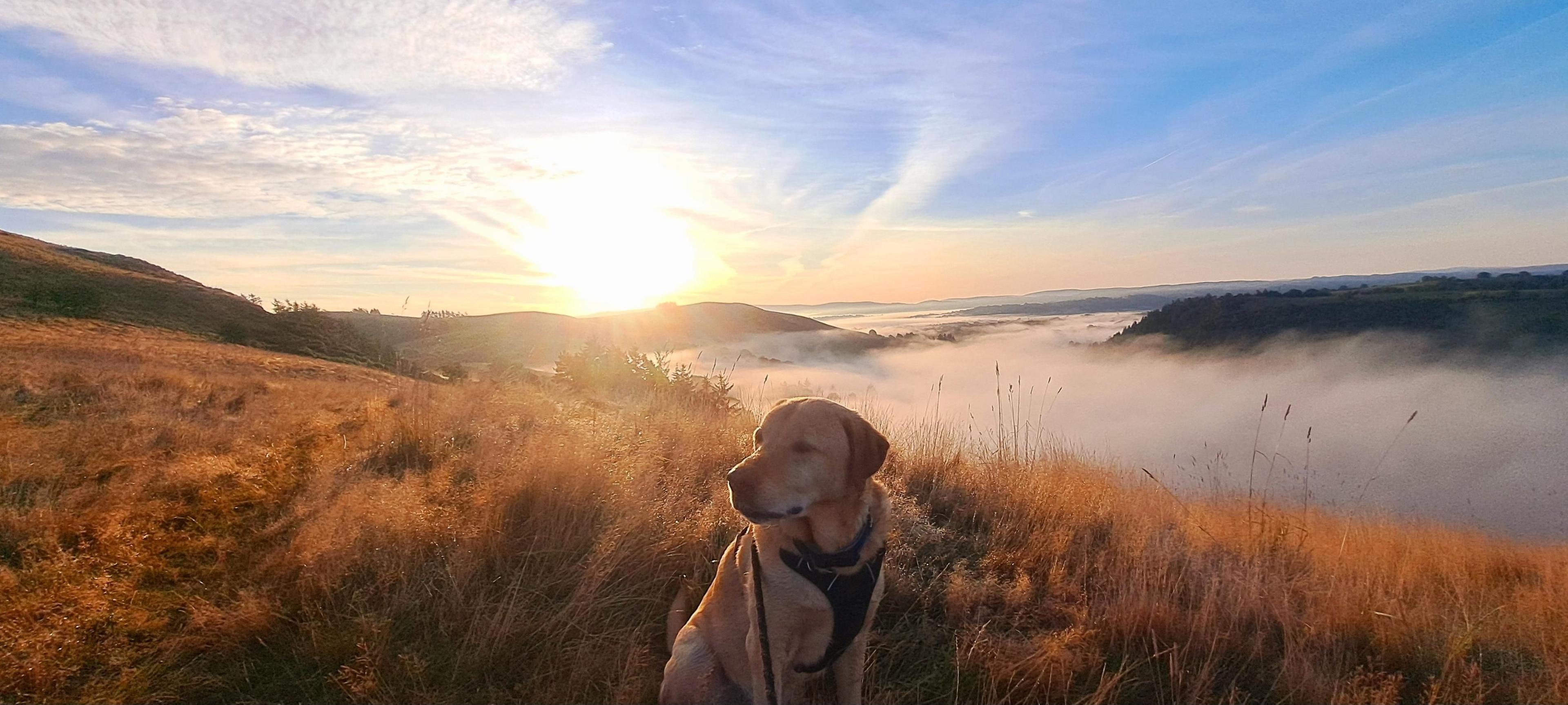 A golden Labrador looks away from the camera in the foreground of the photo. Behind is a valley of fog and the Sun is shining