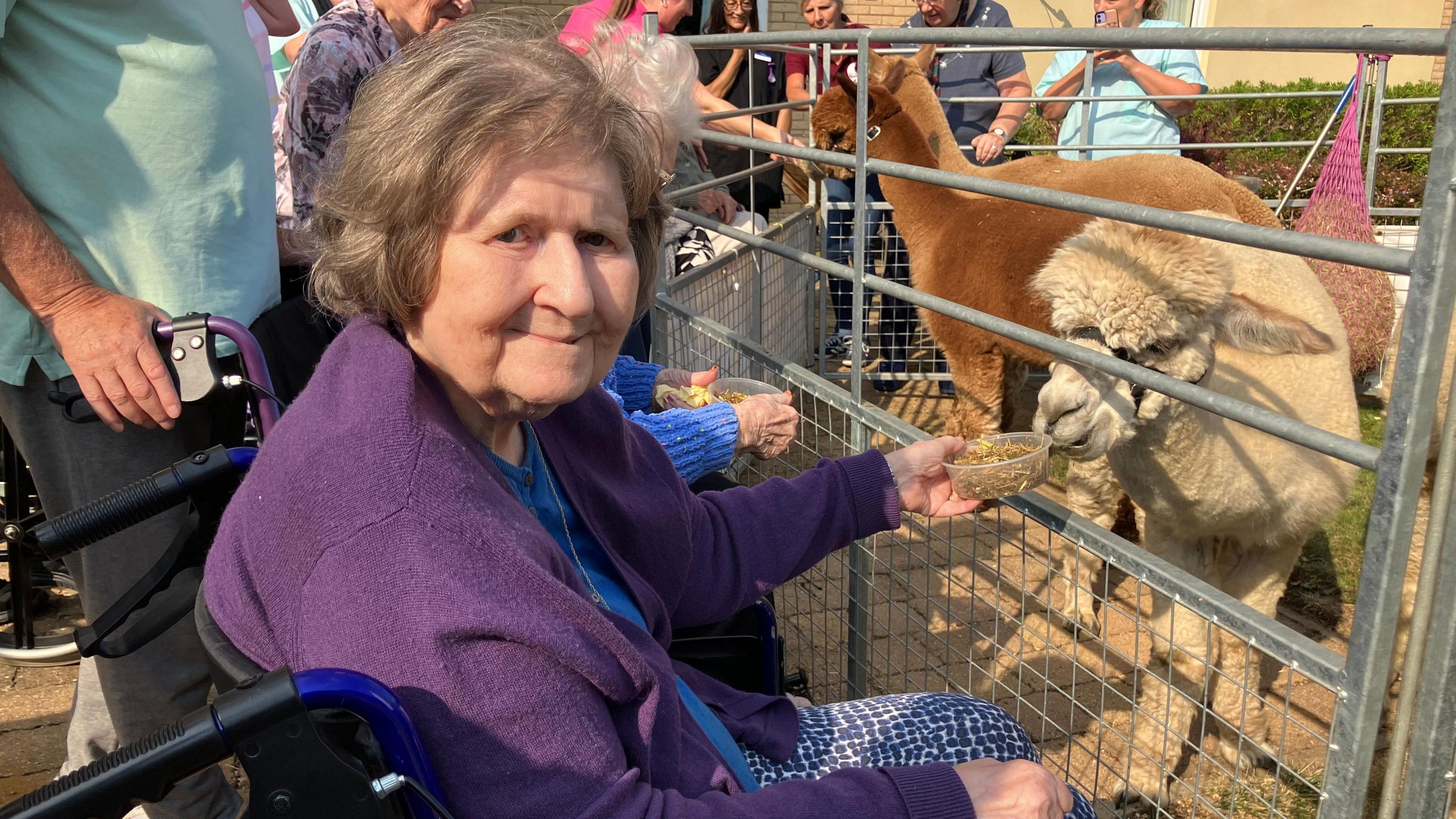 Diana wearing a purple cardigan- sitting on a wheelchair feeding a white alpaca 