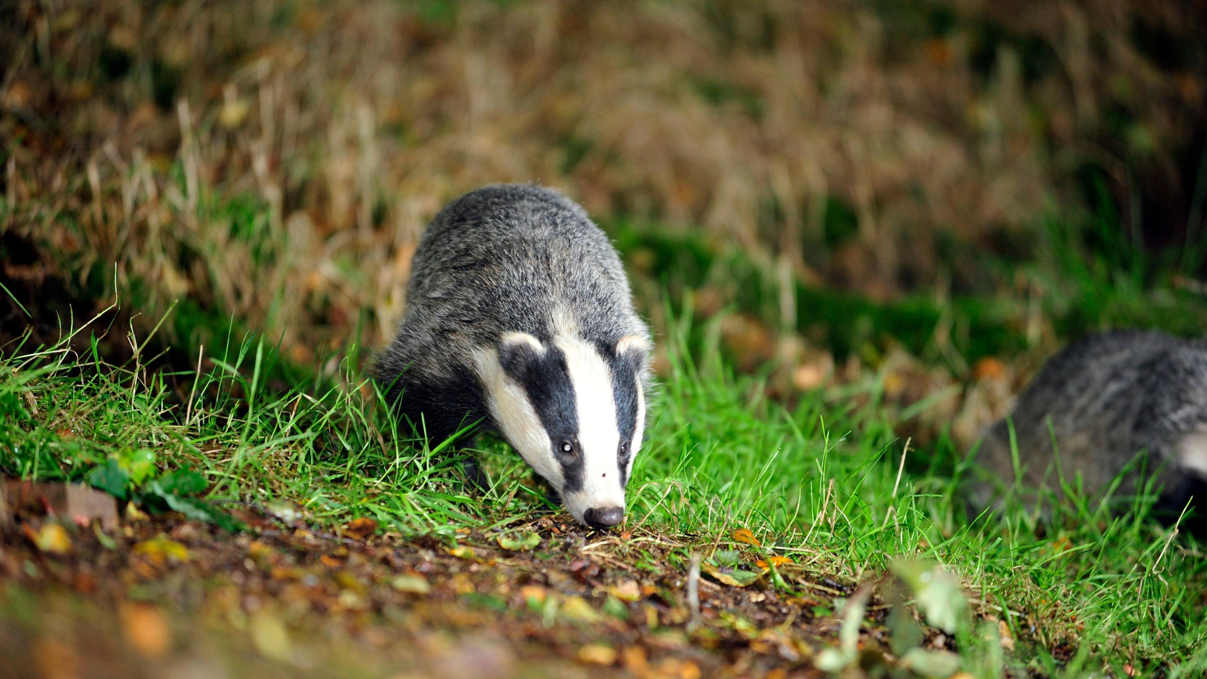 A badger standing on a grassed area. The animal is black and white. It is sniffing the ground. There is what looks like another badger to the right of it.