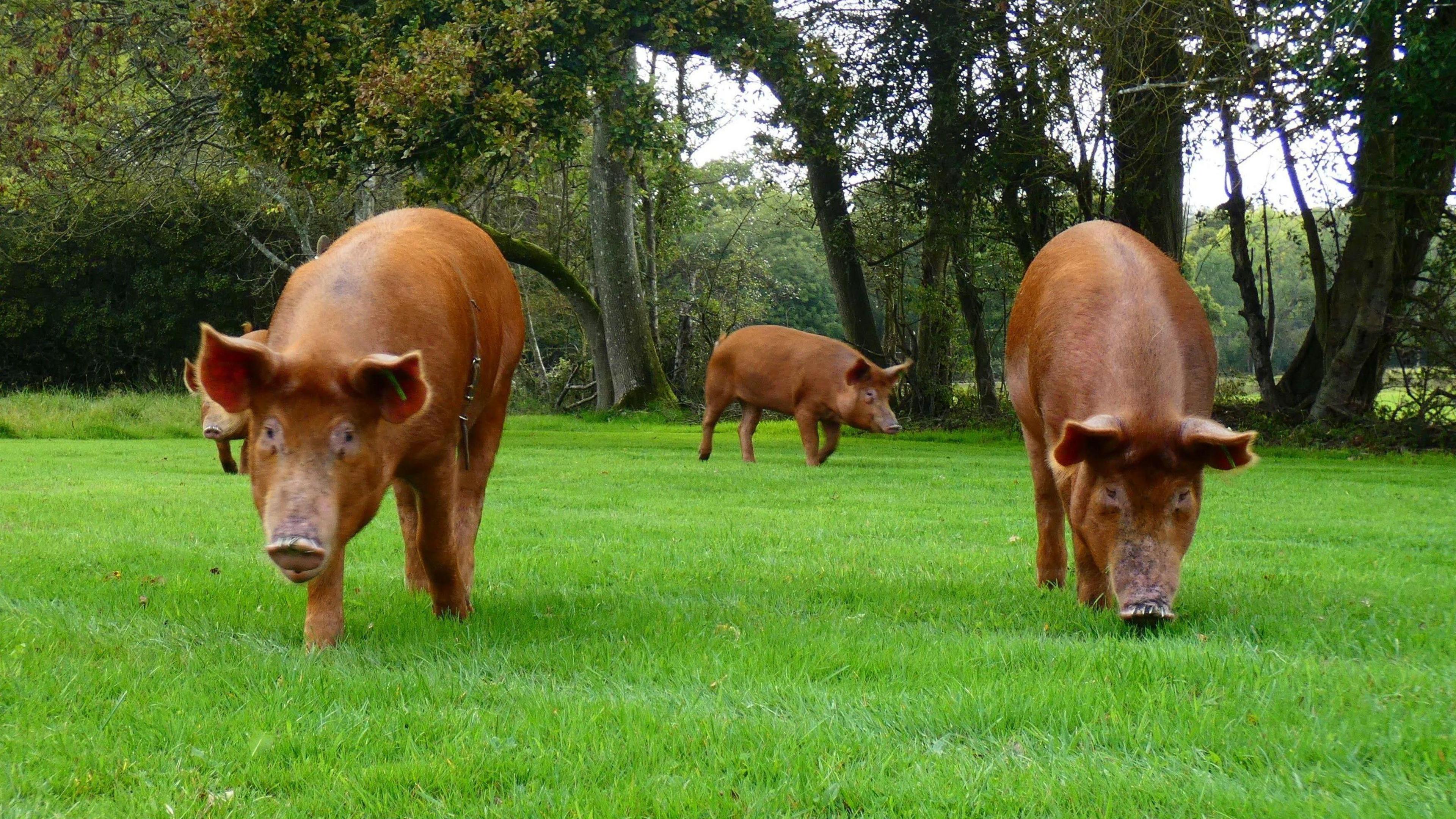Four brown pigs on lush light green grass sniffing around at the ground, with trees behind them.