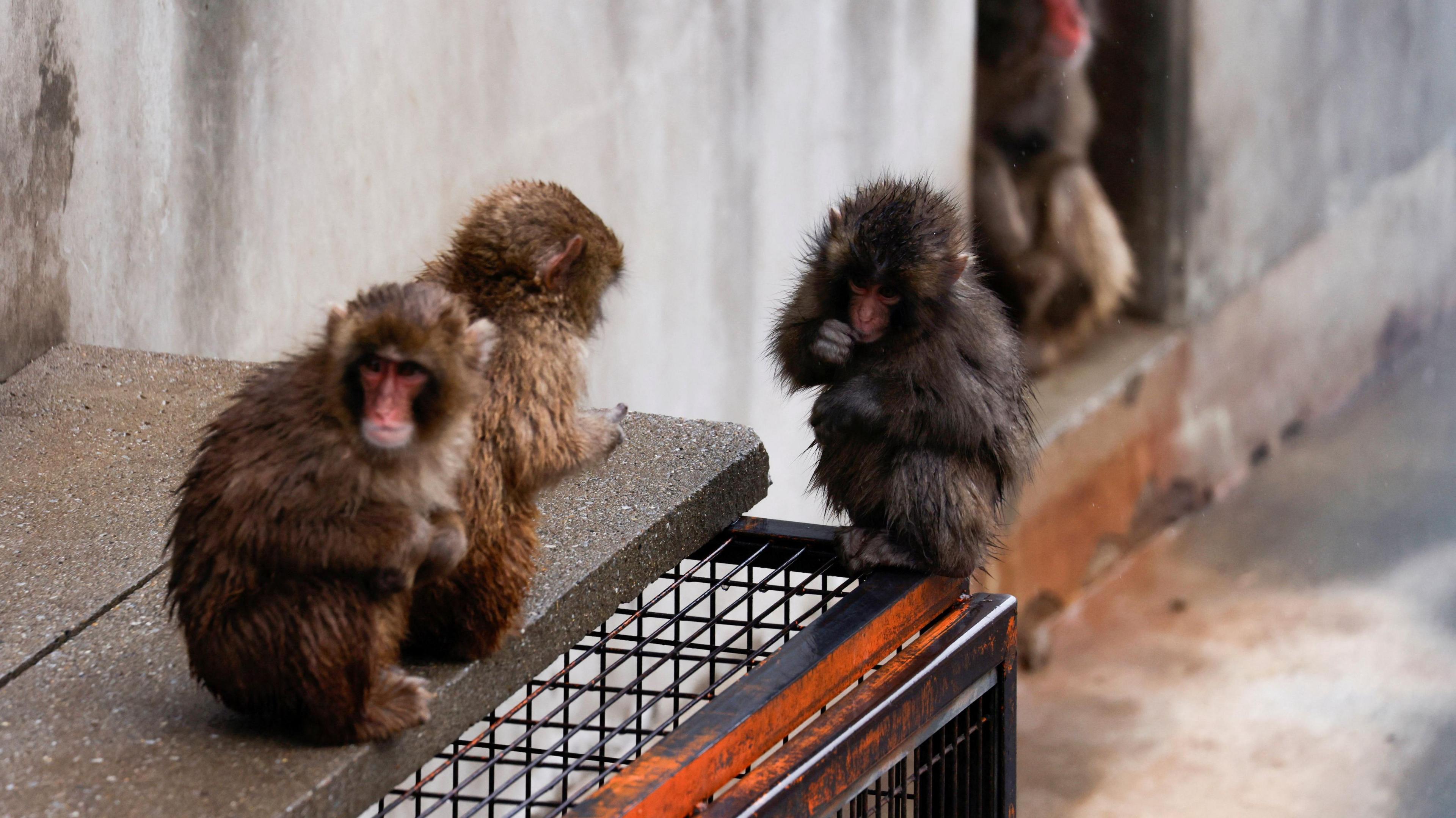 punch the Japanese macaque sitting with two other monkeys.