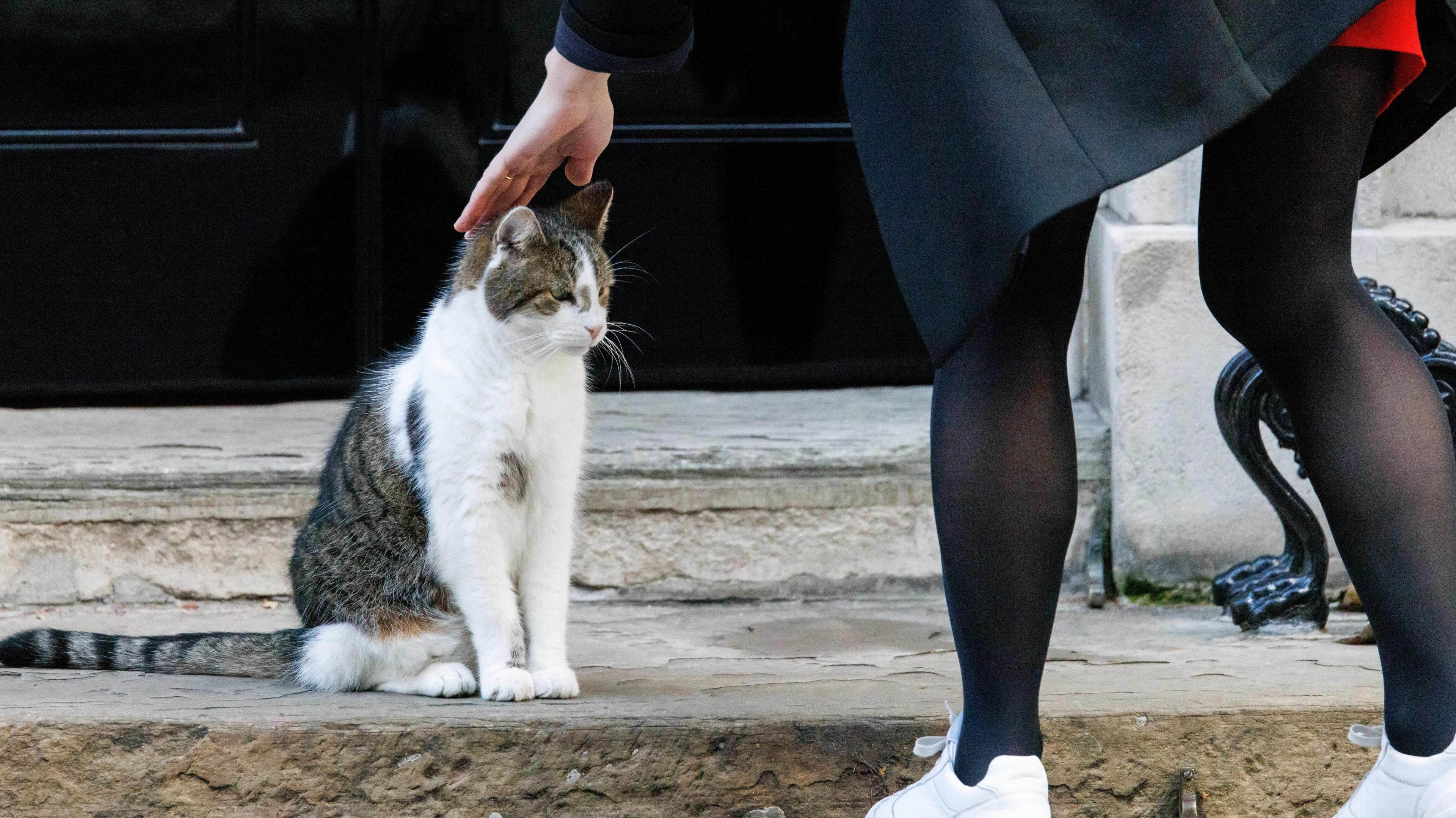 A woman petting a white and brindle coloured cat called Larry outside 10 Downing Street. 