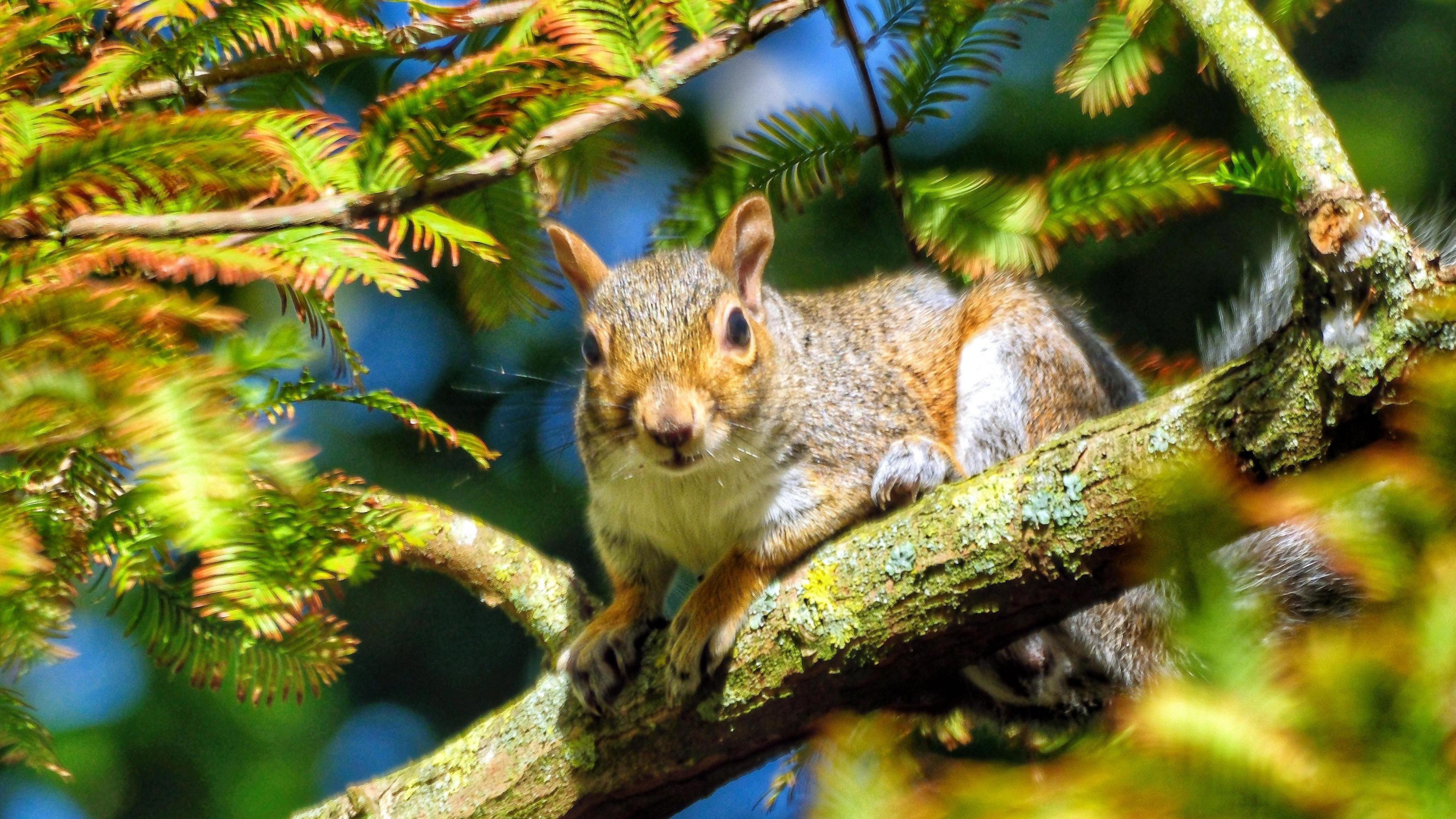 A grey squirrel looks into a camera lens as it rests in a tree. 