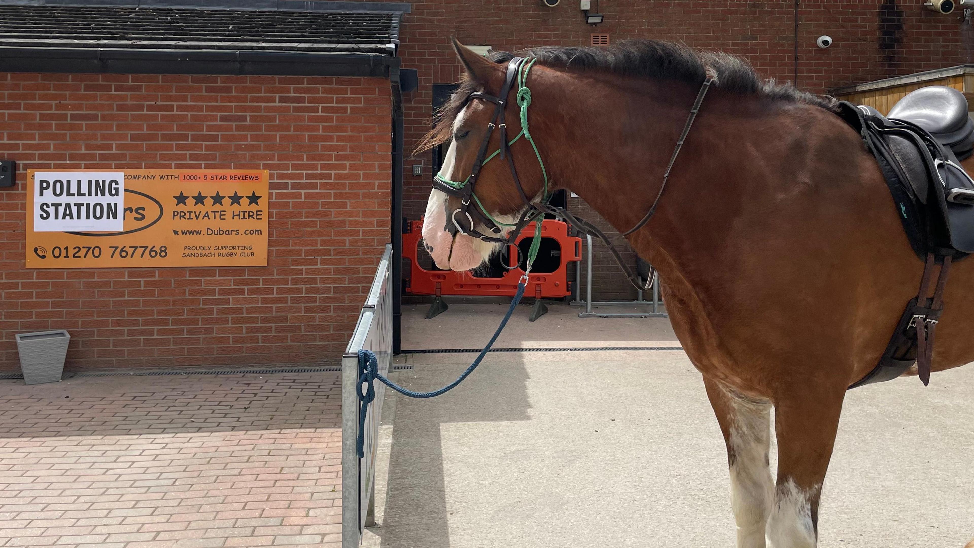 A Clydesdale horse waiting for its owner, tied to a sign outside a rugby club in Cheshire.