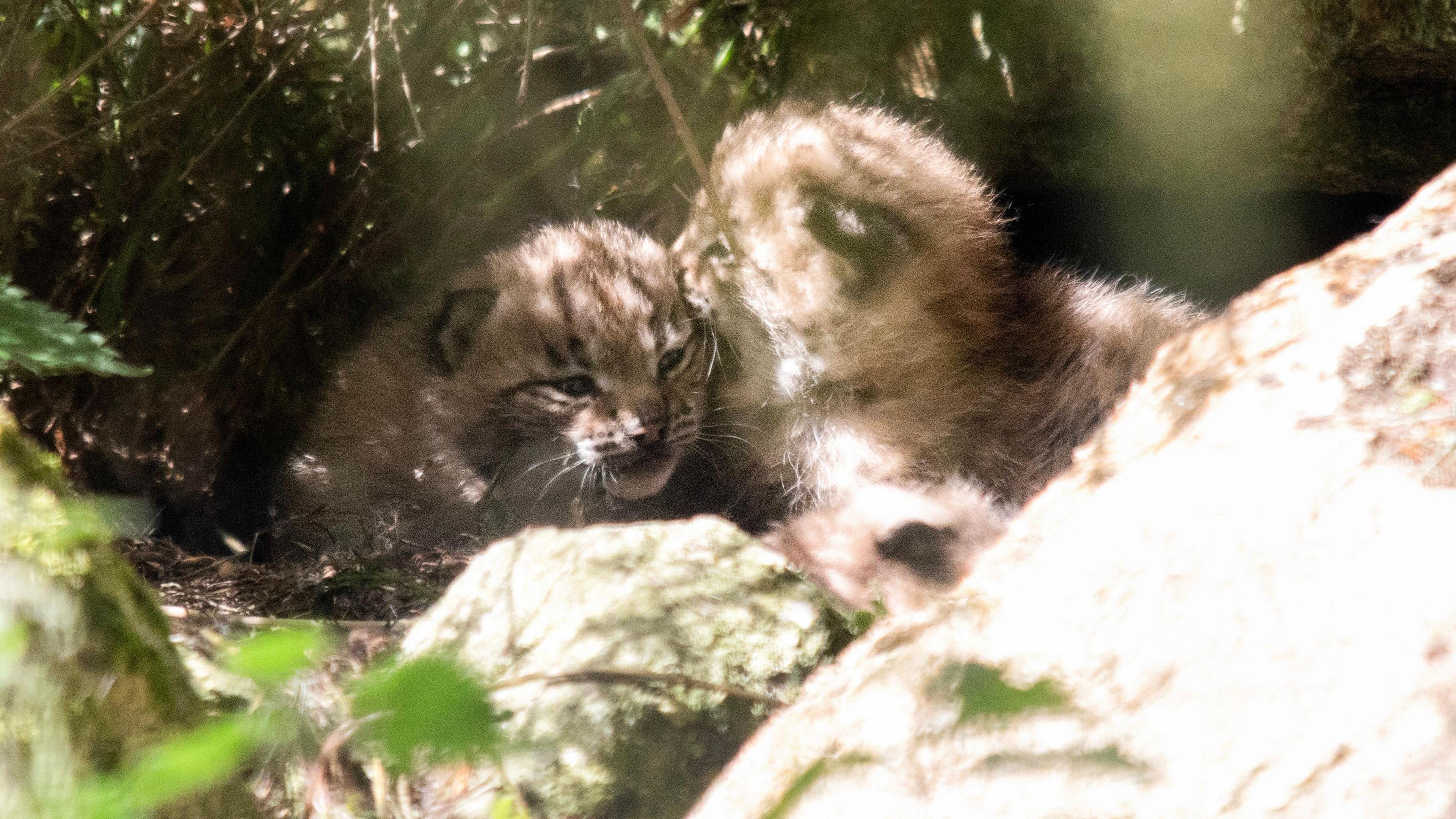 The kittens are being looked after by mother Kicsi