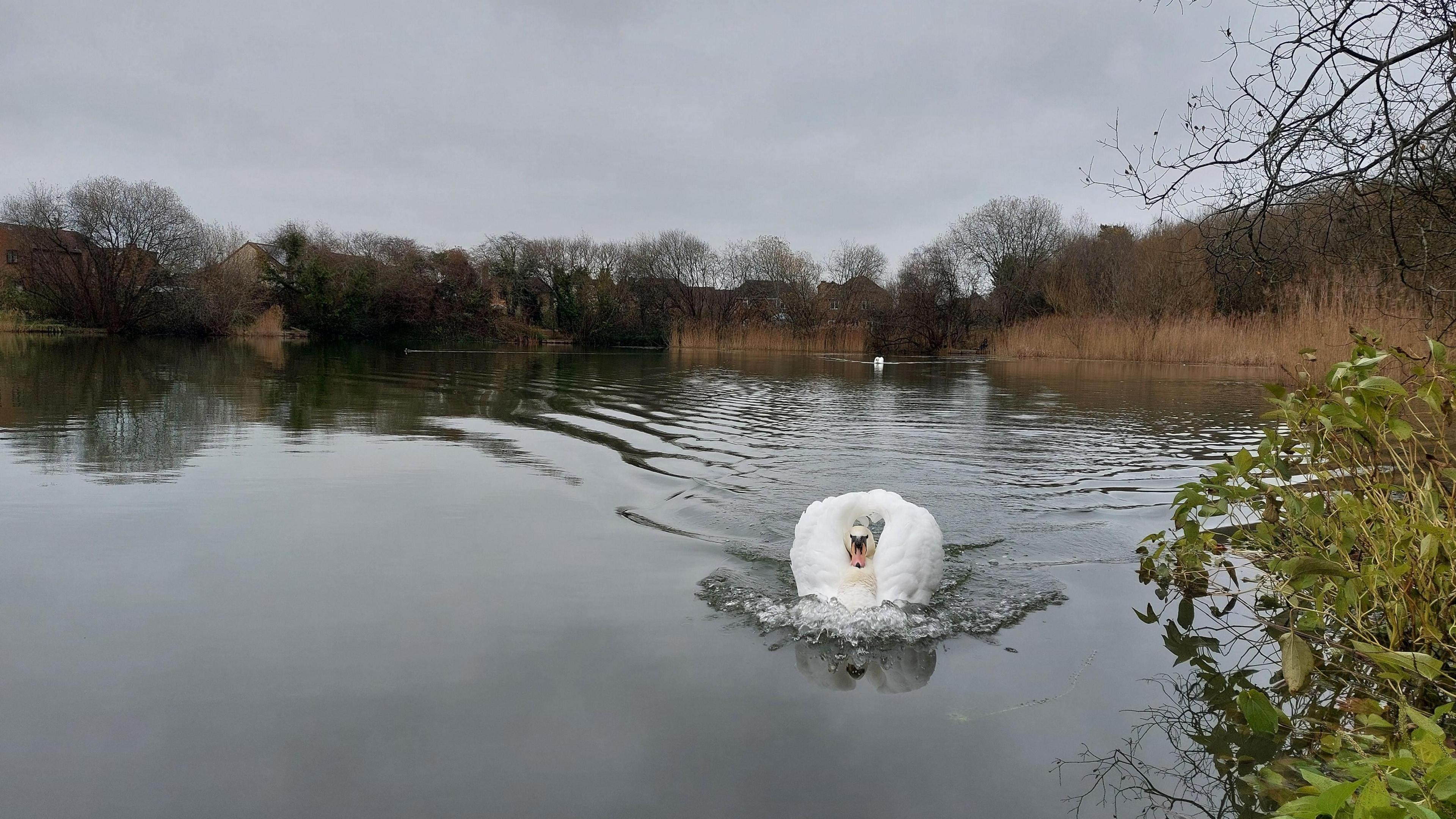 A large swan paddles towards the camera, leaving a large wake of water behind it. Another swan can be glimpsed in the distance, possibly heading in the same direction.