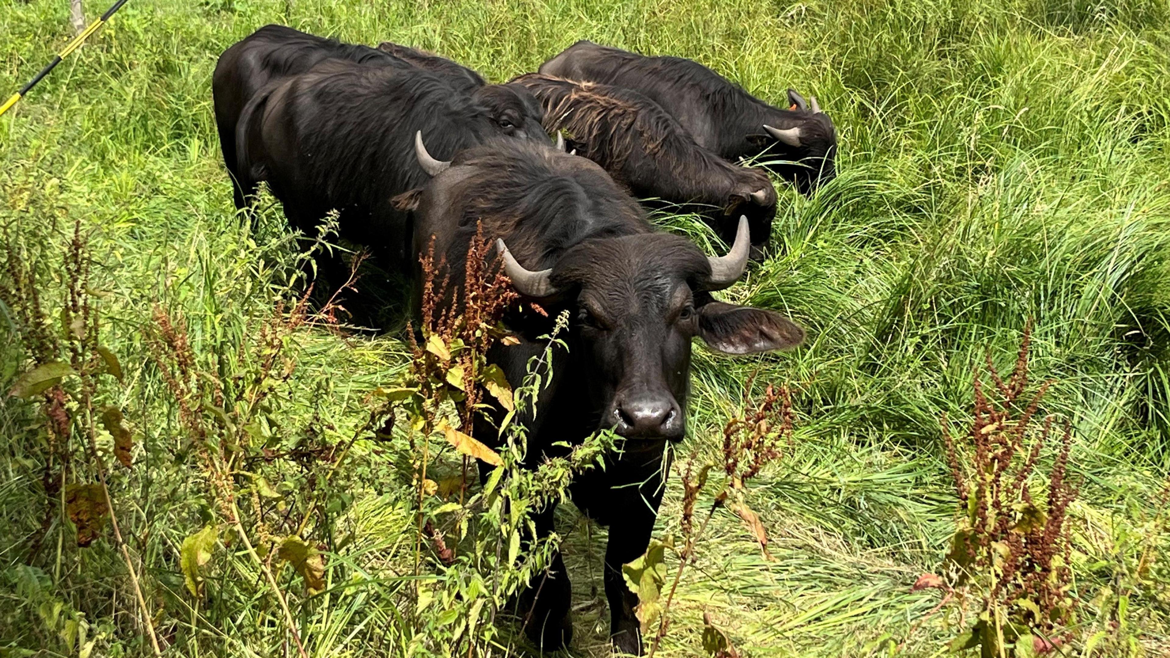 Four water buffalo graving in a field, with long grass around them and bushes and trees behind them. They are facing in all different directions.