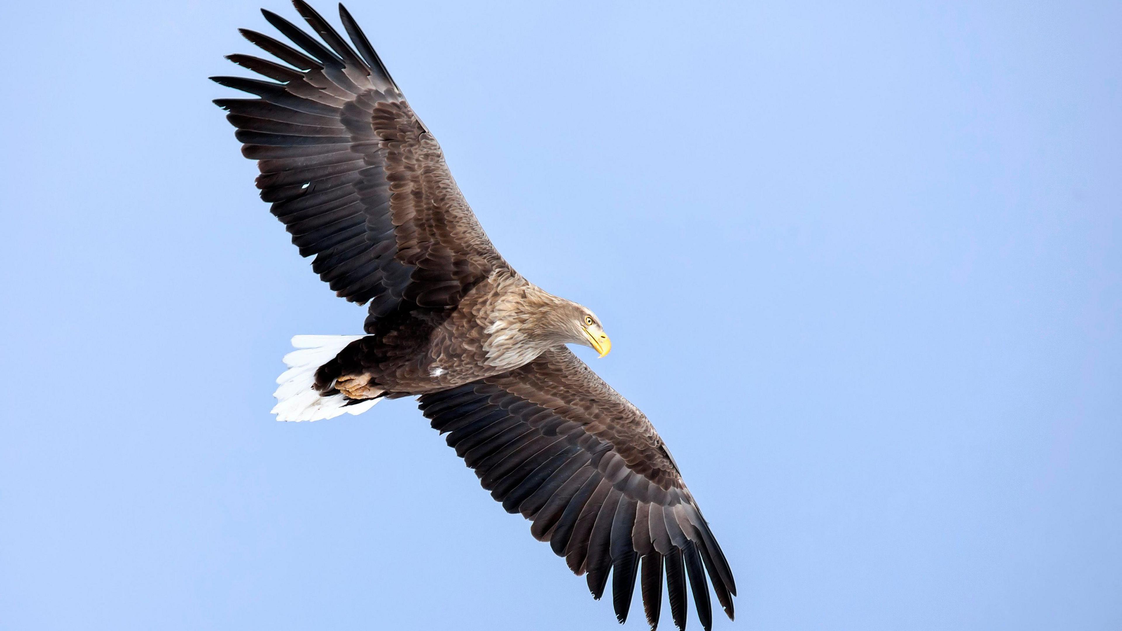 A large, brown eagle with a white tail and yellow beak flying in the air.