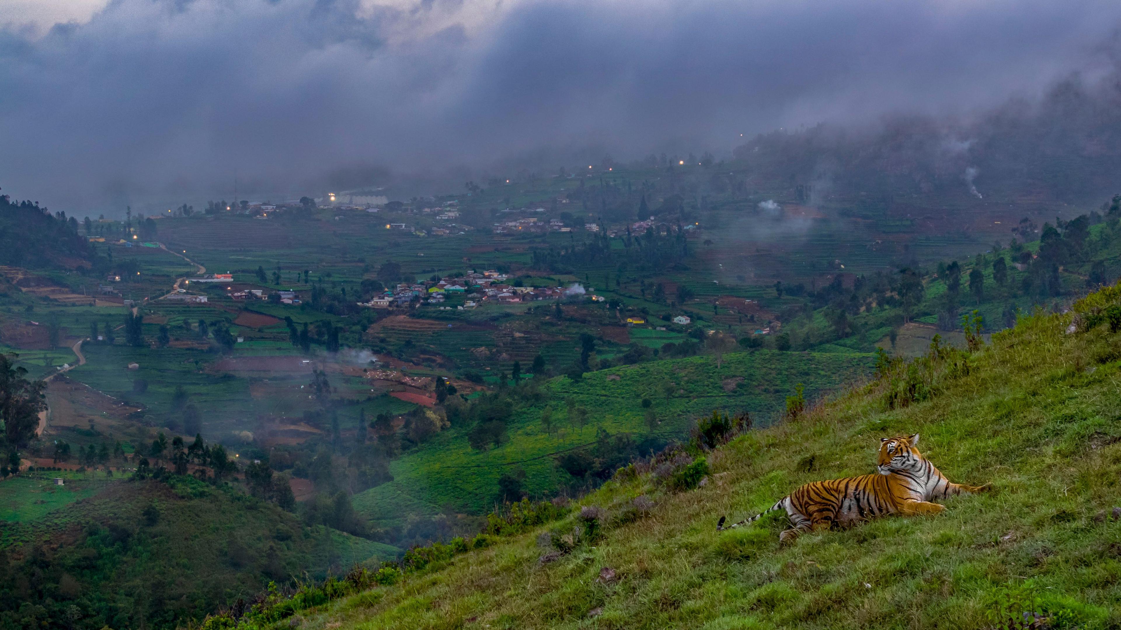 a tiger on a hillside overlooking a town 