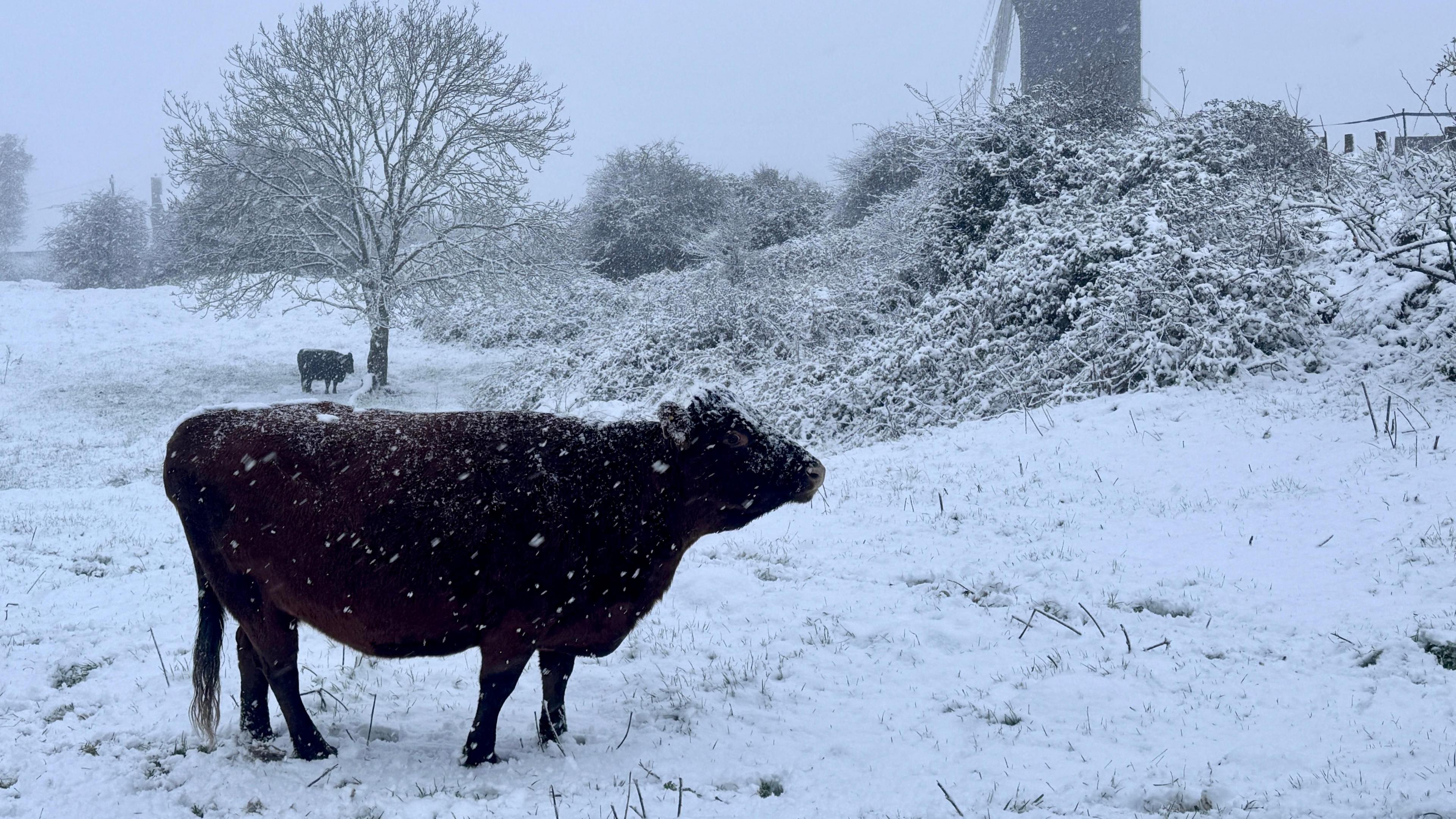 Cattle standing in a snowy field