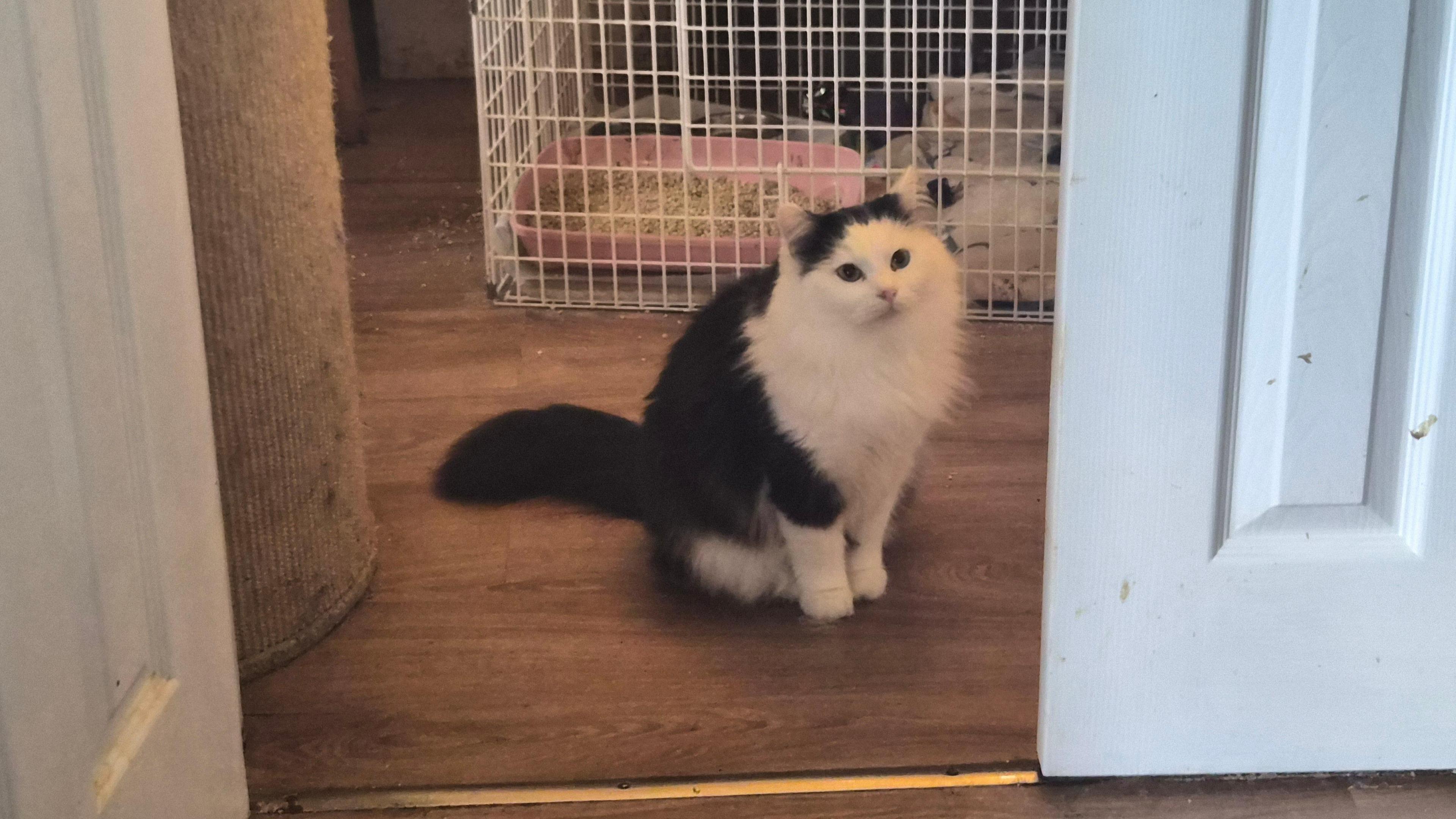 A black and white cat sitting on the floor in a doorway in front of a cage.