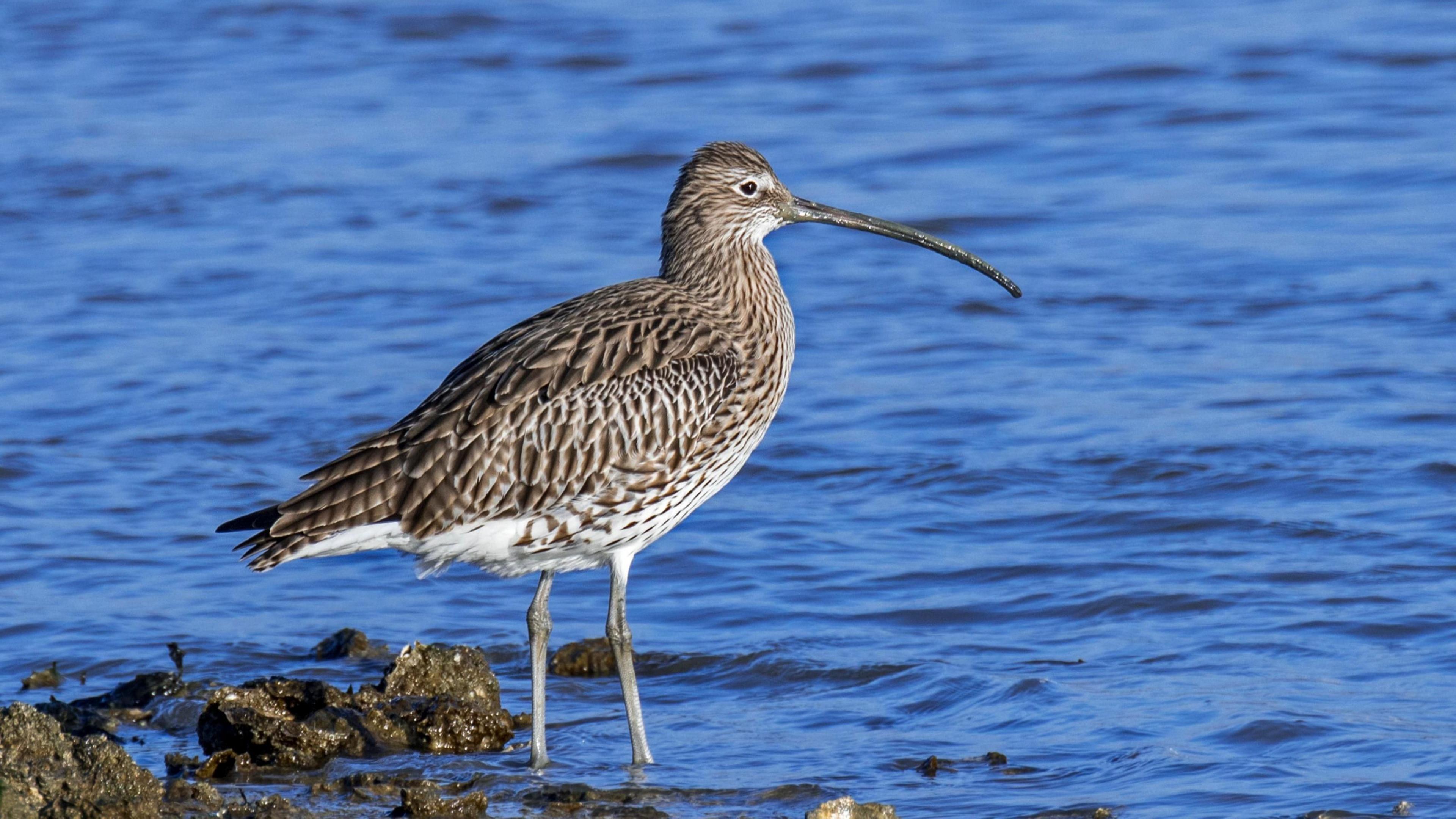 Curlew with a small head, a large black and brown body and very long beak. It has long thin legs standing in blue-coloured water alongside black rocks.