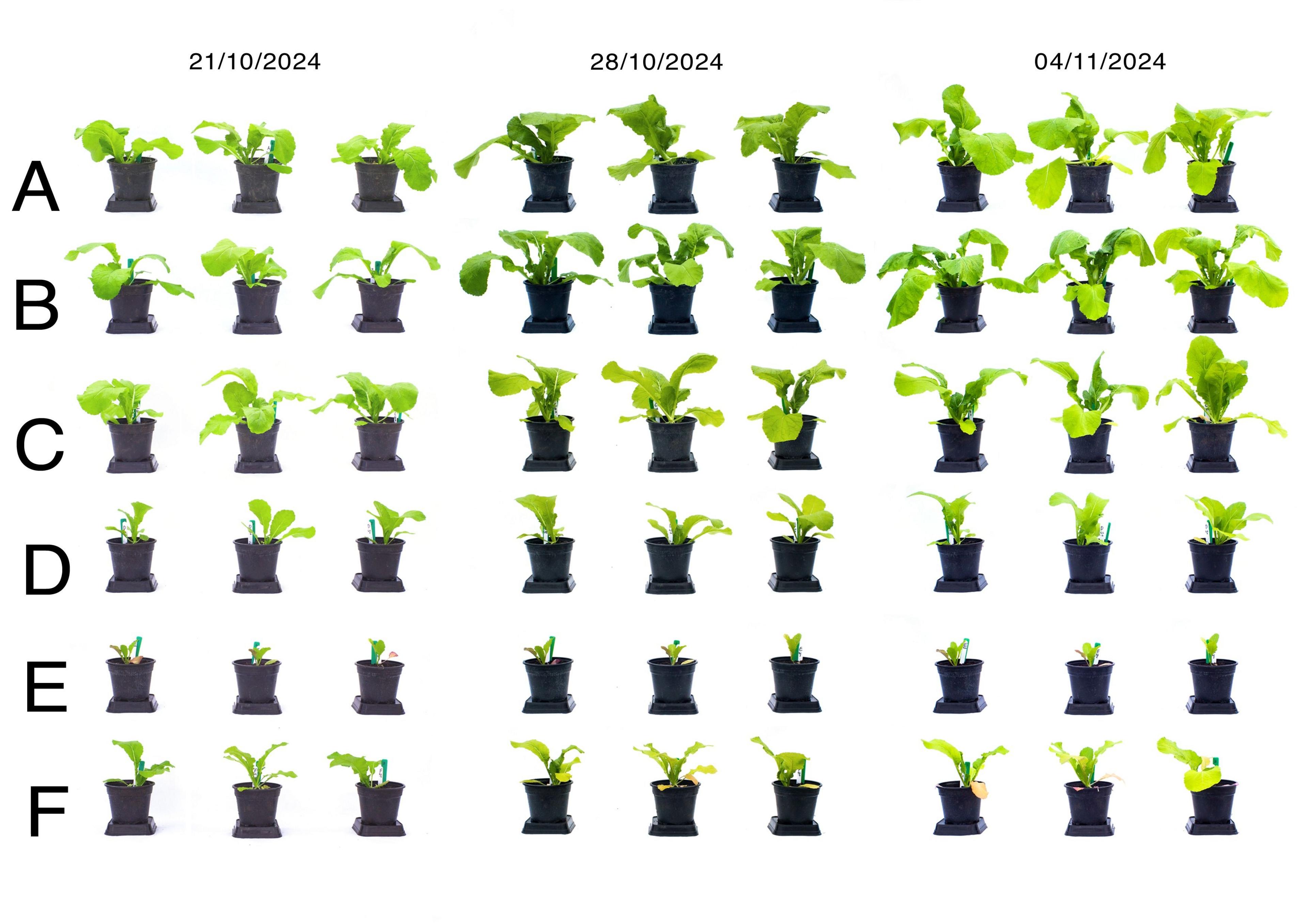 Pictures of 54 mustard plants of various sizes - the top three rows show better developed plants than the bottom three rows