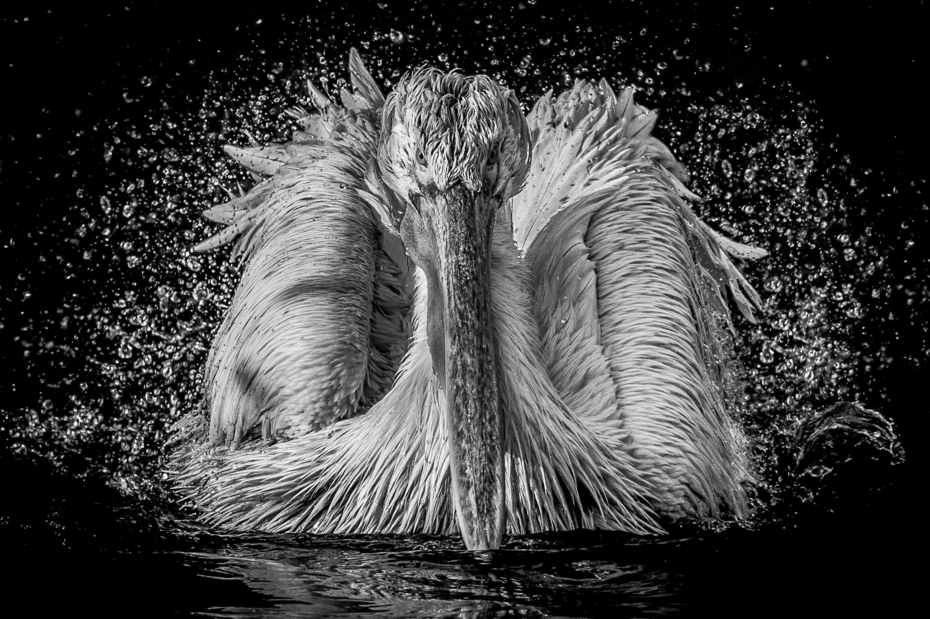 A pelican expelling water from its body as it faces the camera