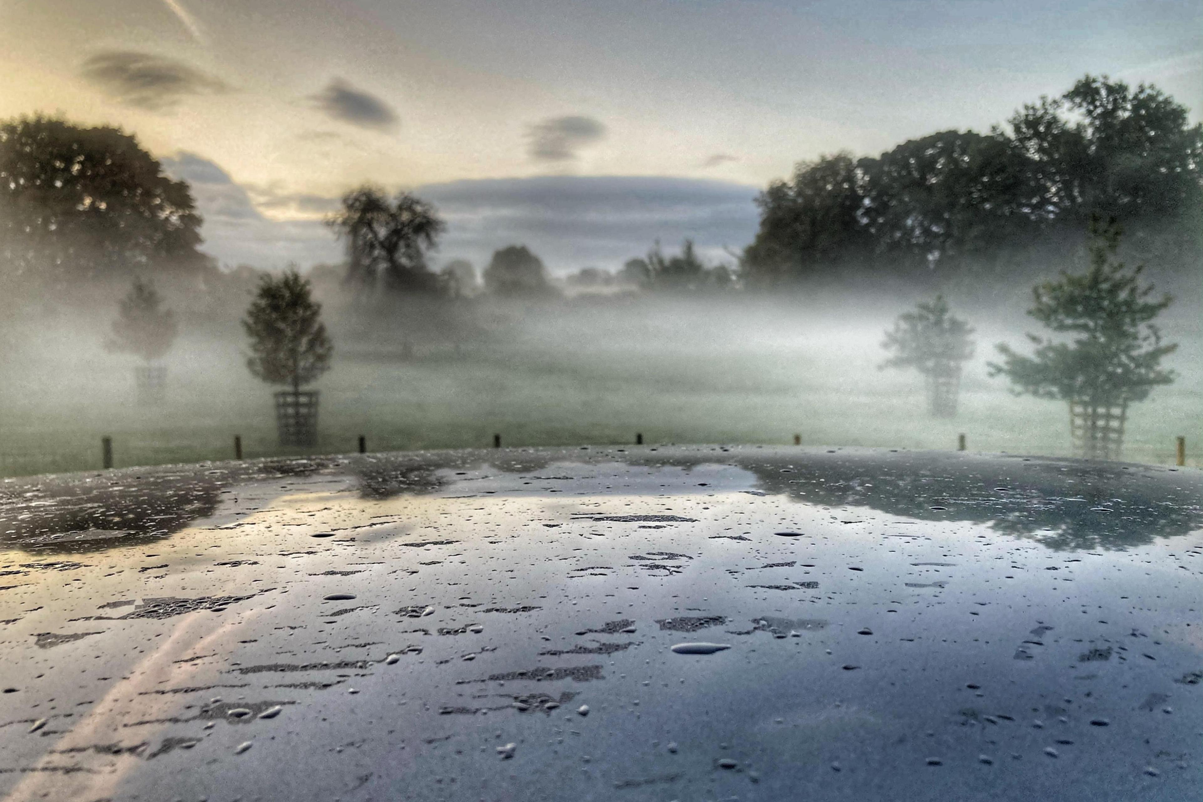 An estate parkland at dawn with cattle protectors around smaller trees emerging from the mist-shrouded grass. More mature trees are in the background against a lightening sky. In the foreground, a black vehicle roof reflects the scene in between raindrops.