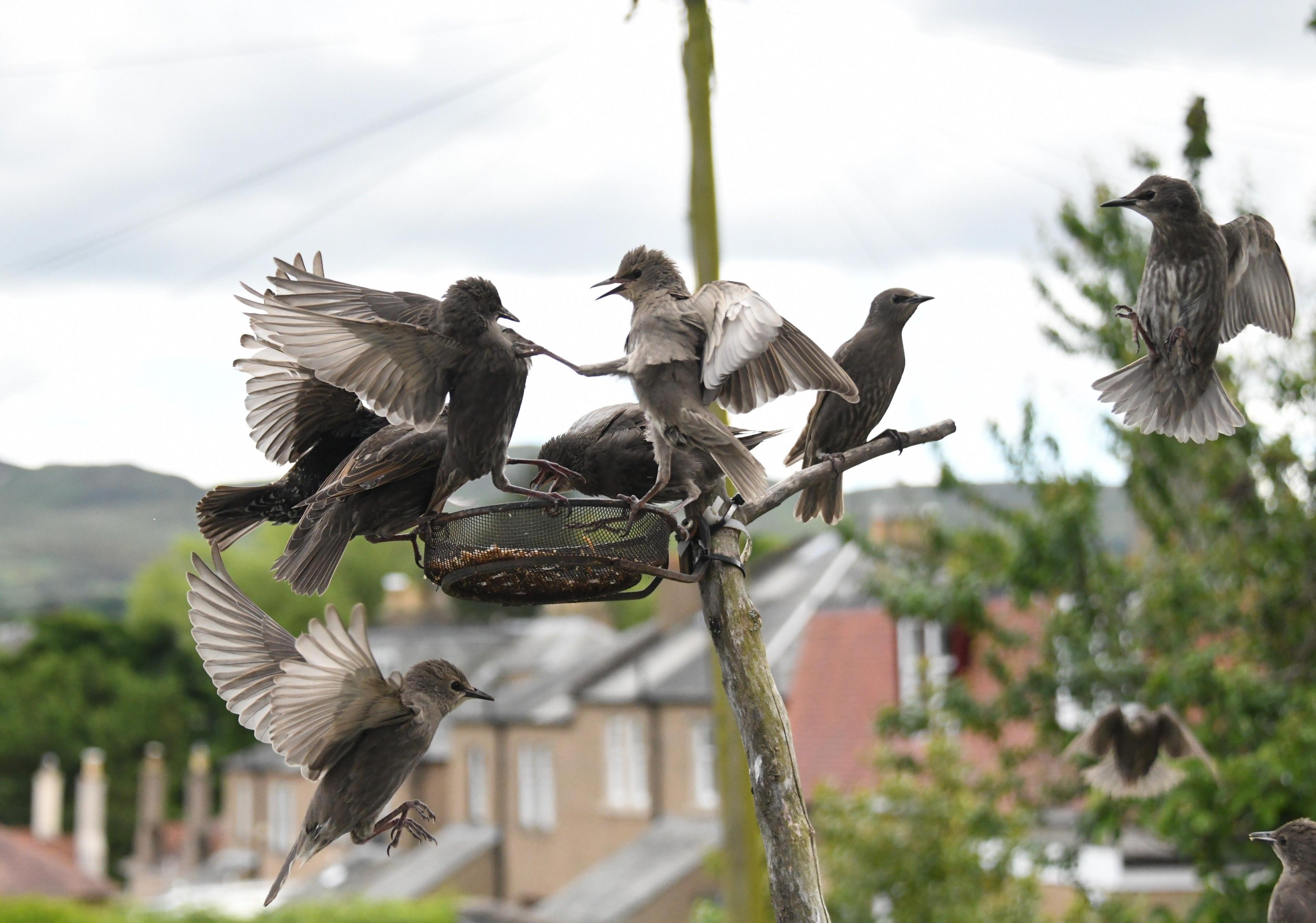 Starlings in Edinburgh