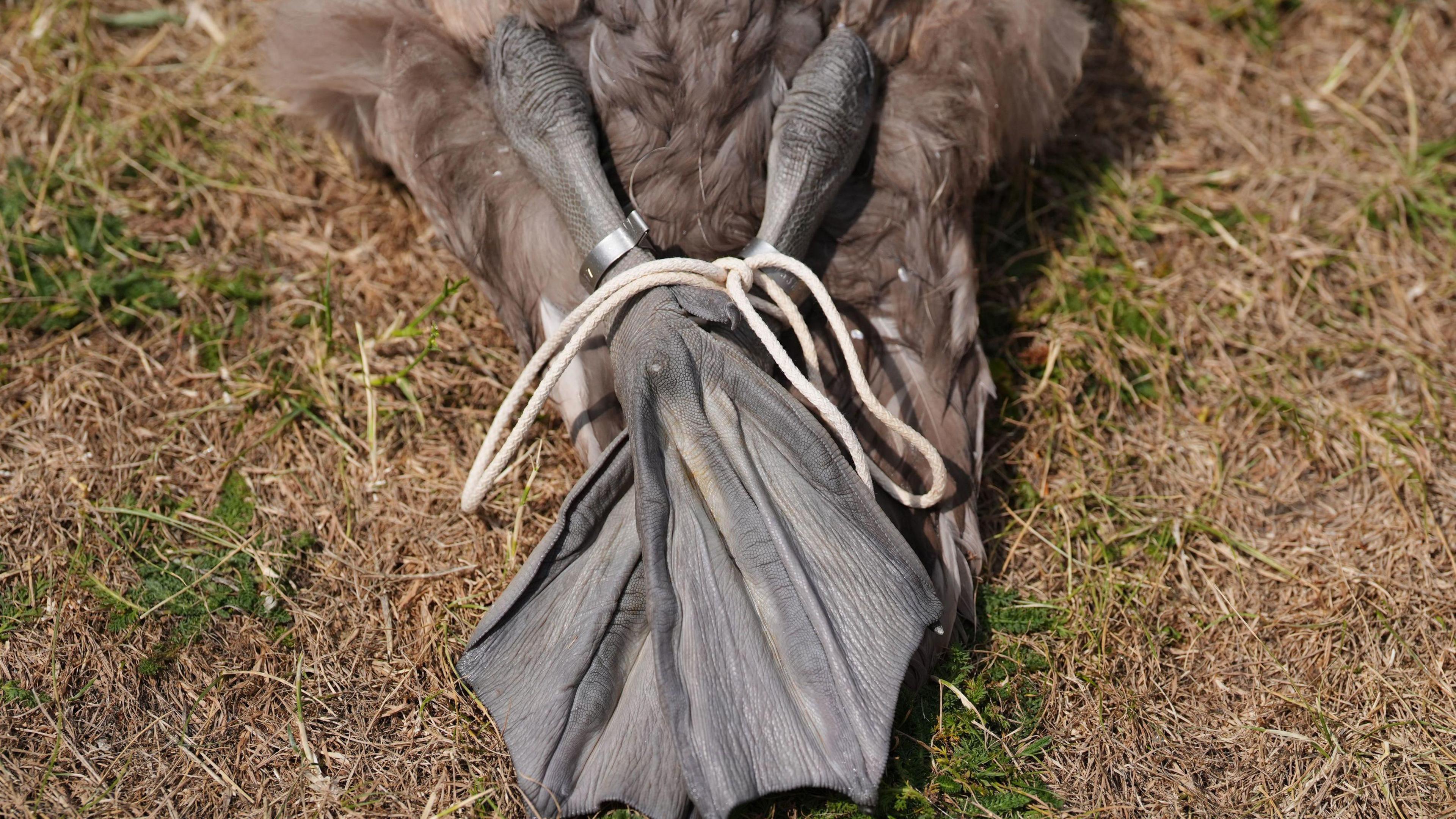 A close-up image of a juvenile swan's feet tied together with a white cord, lying on dry grass with patches of green vegetation. The swan's webbed feet are grey and textured, and metal identification bands are visible on both legs.