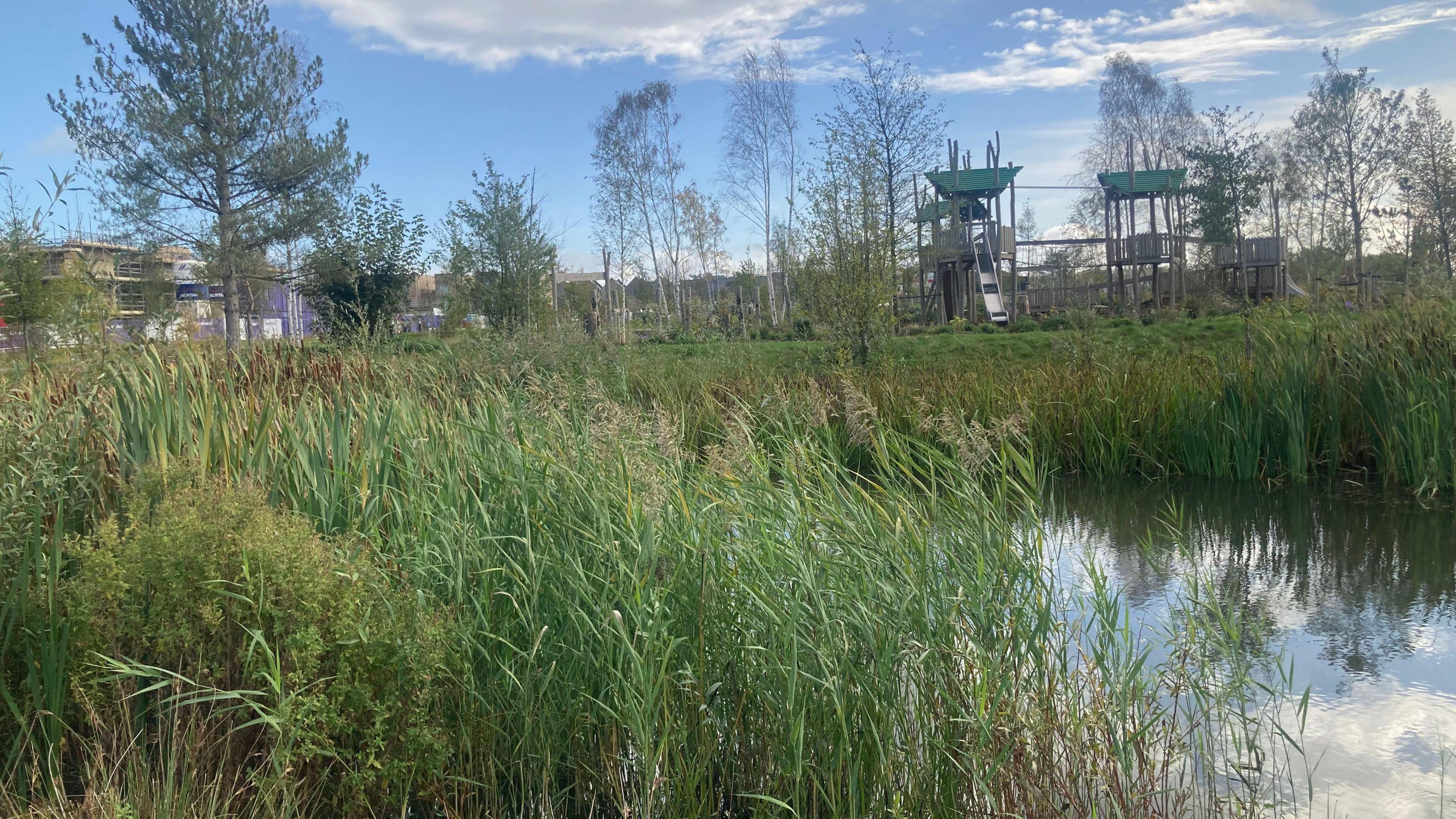 In the foreground is a pond which is an example of a sustainable drainage system, with some green reeds growing all around. It is a sunny day with some cloud, and in the background is a green area with a play area.