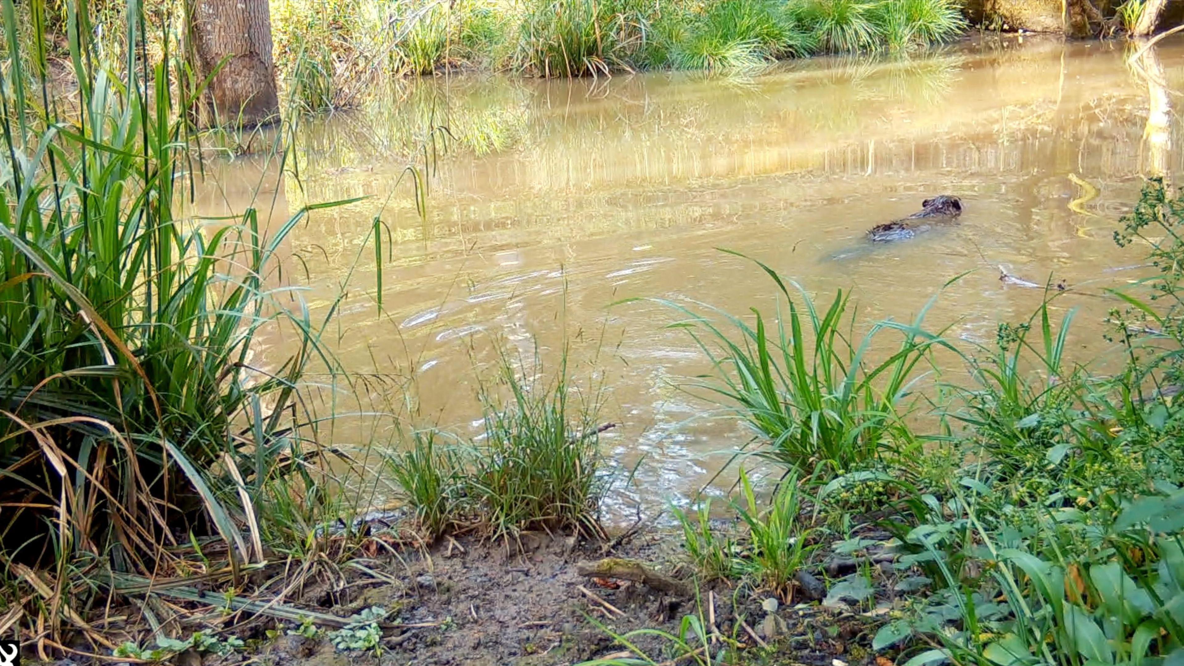 A lake with a beaver swimming by