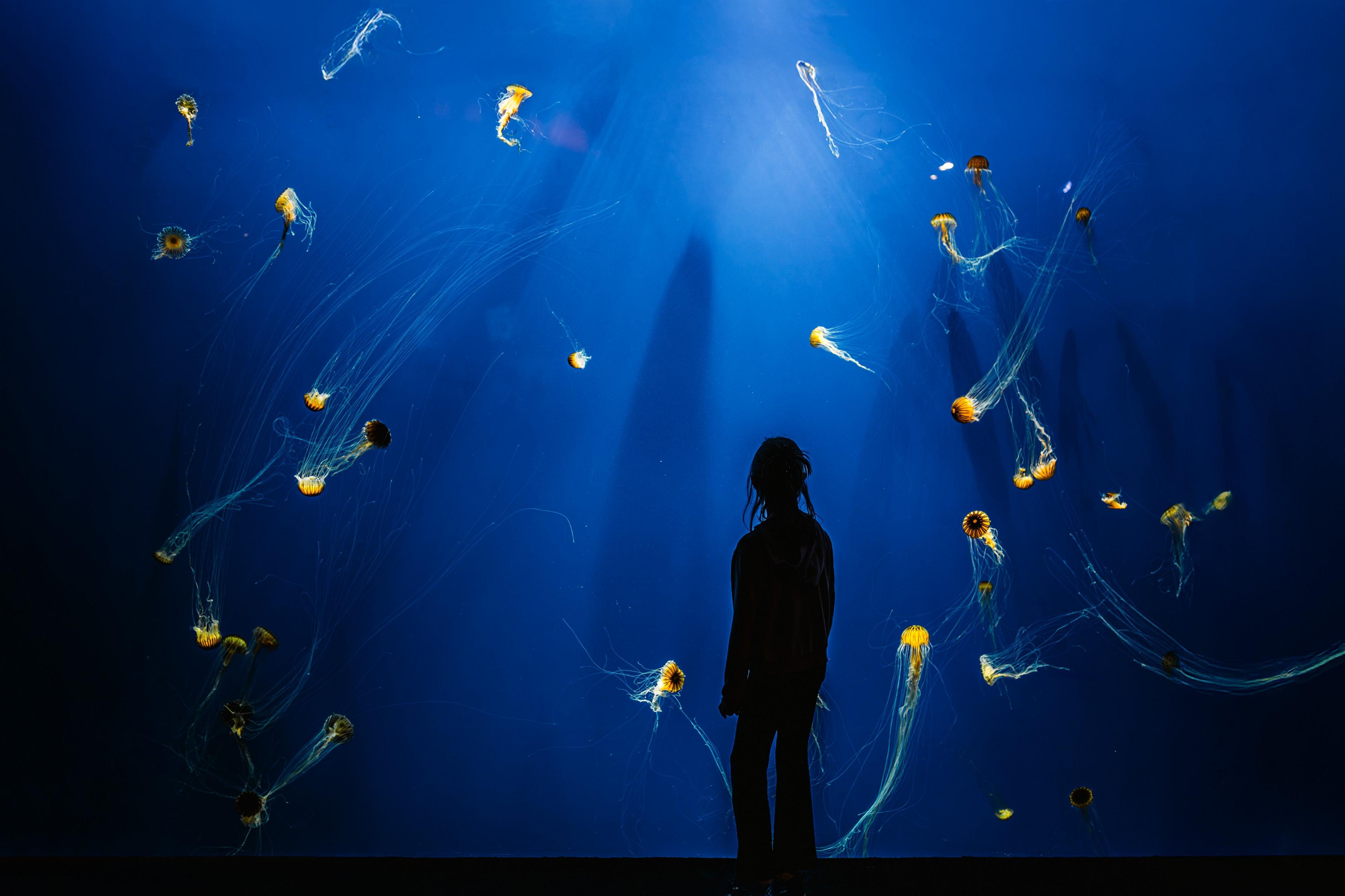 A figure looks at an aquarium full of jellyfish